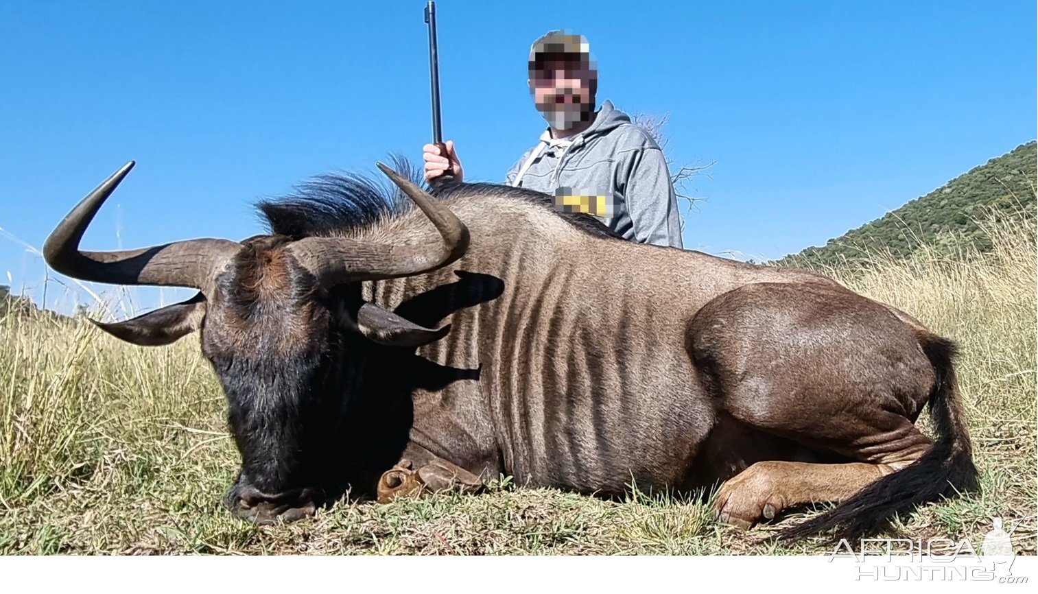 Blue Wildebeest Hunt South Africa