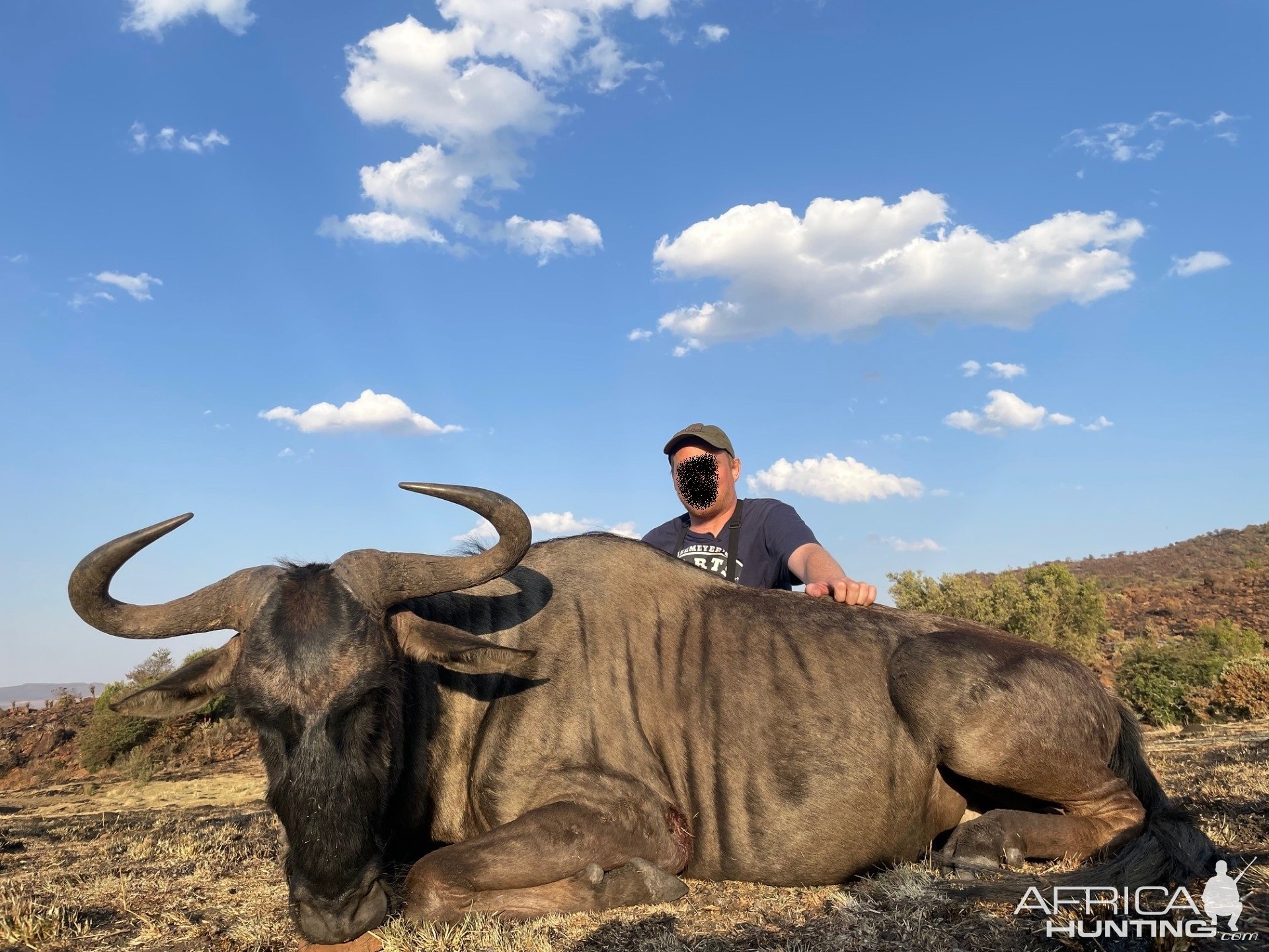 Blue Wildebeest Hunt South Africa