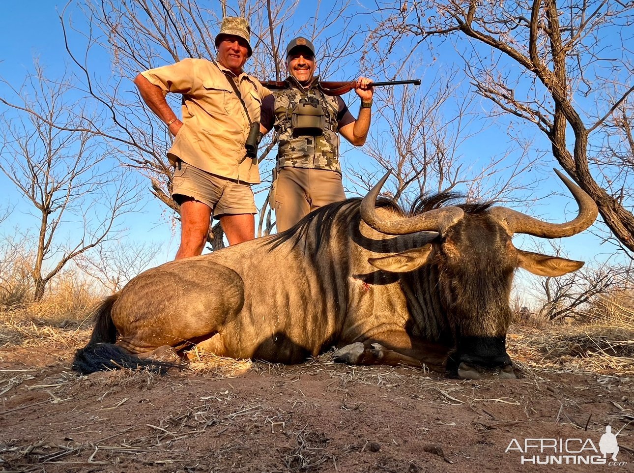 Blue Wildebeest Hunt South Africa