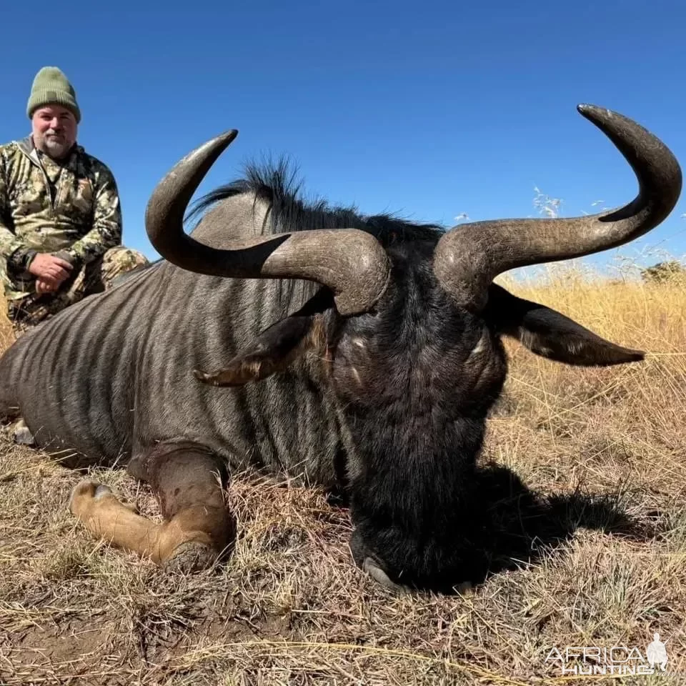 Blue Wildebeest Hunt South Africa