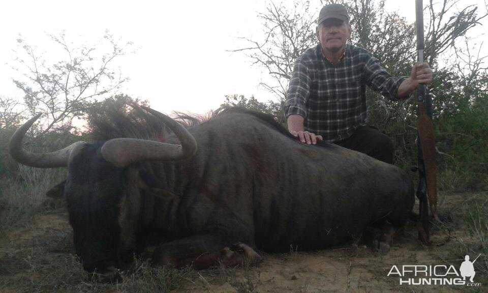 Blue Wildebeest Hunt South Africa