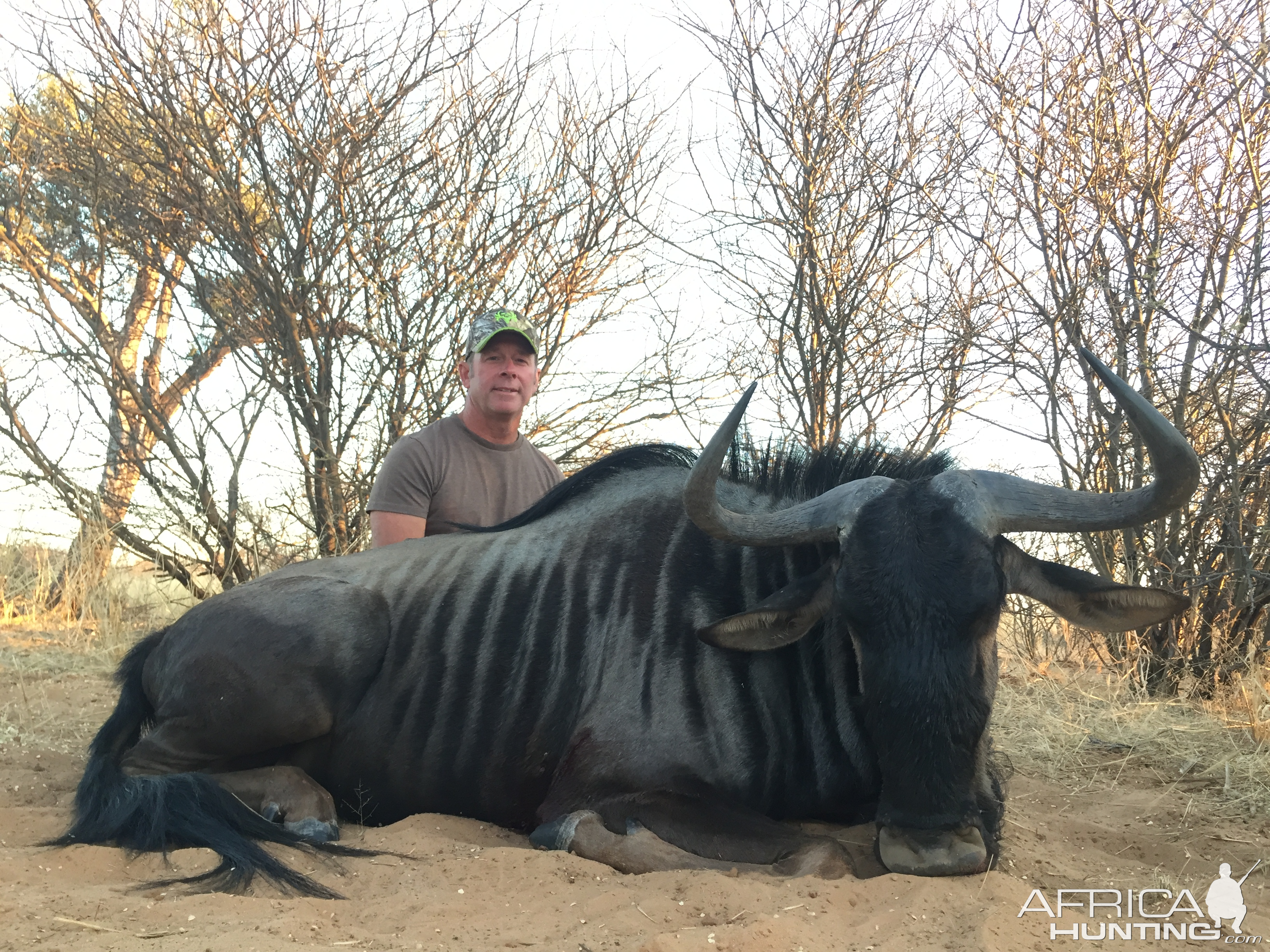 Blue Wildebeest Hunt South Africa