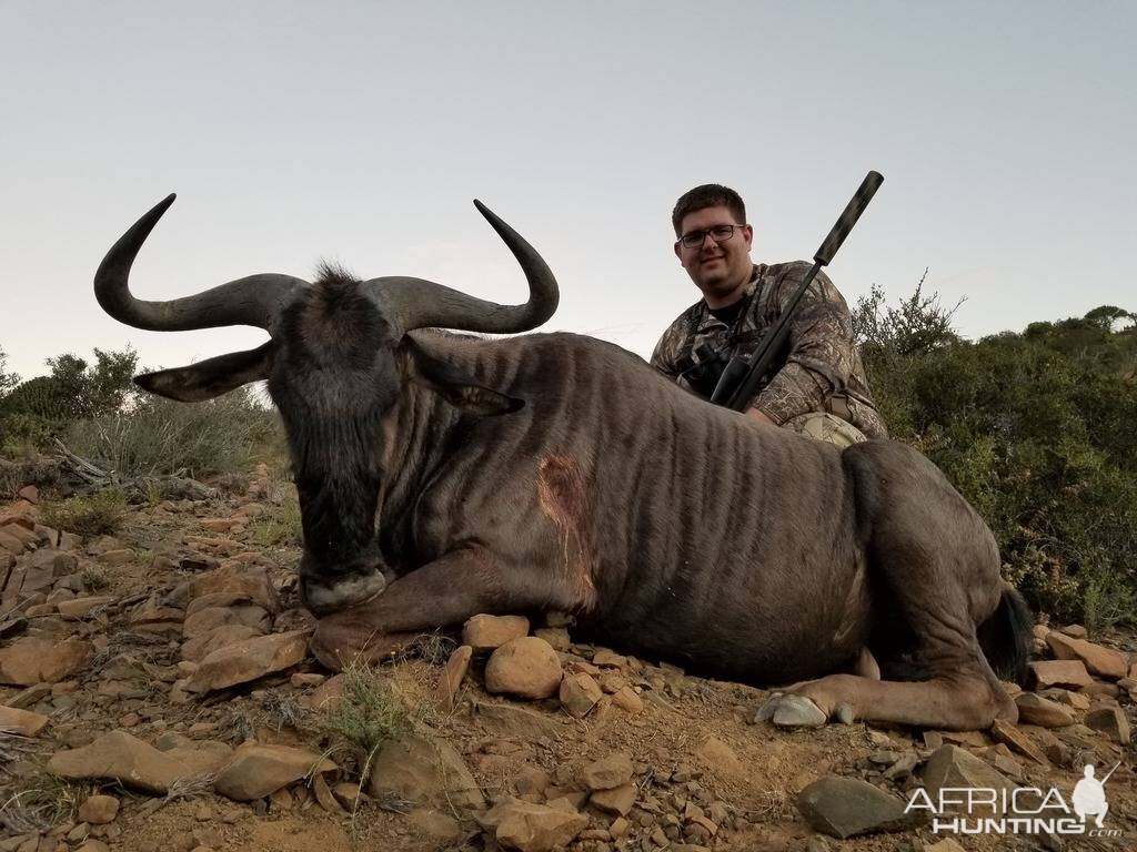 Blue Wildebeest Hunt South Africa