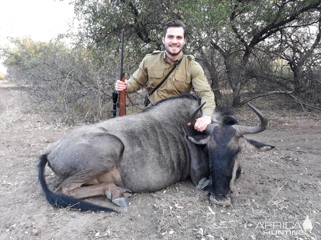 Blue Wildebeest Hunt South Africa