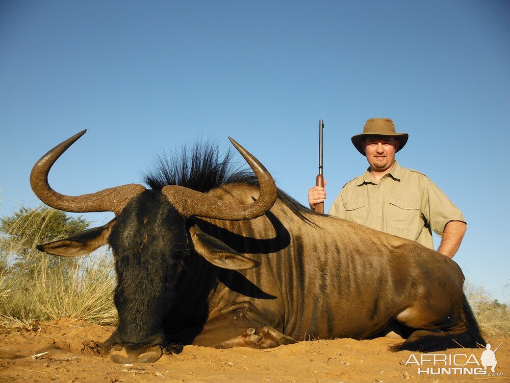 Blue Wildebeest Hunt South Africa