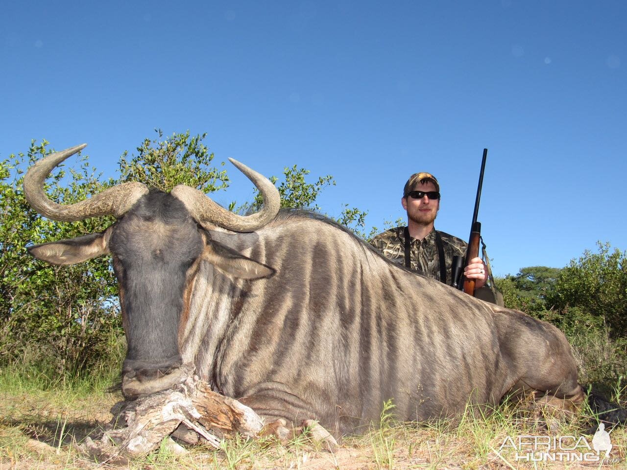 Blue Wildebeest Hunt South Africa