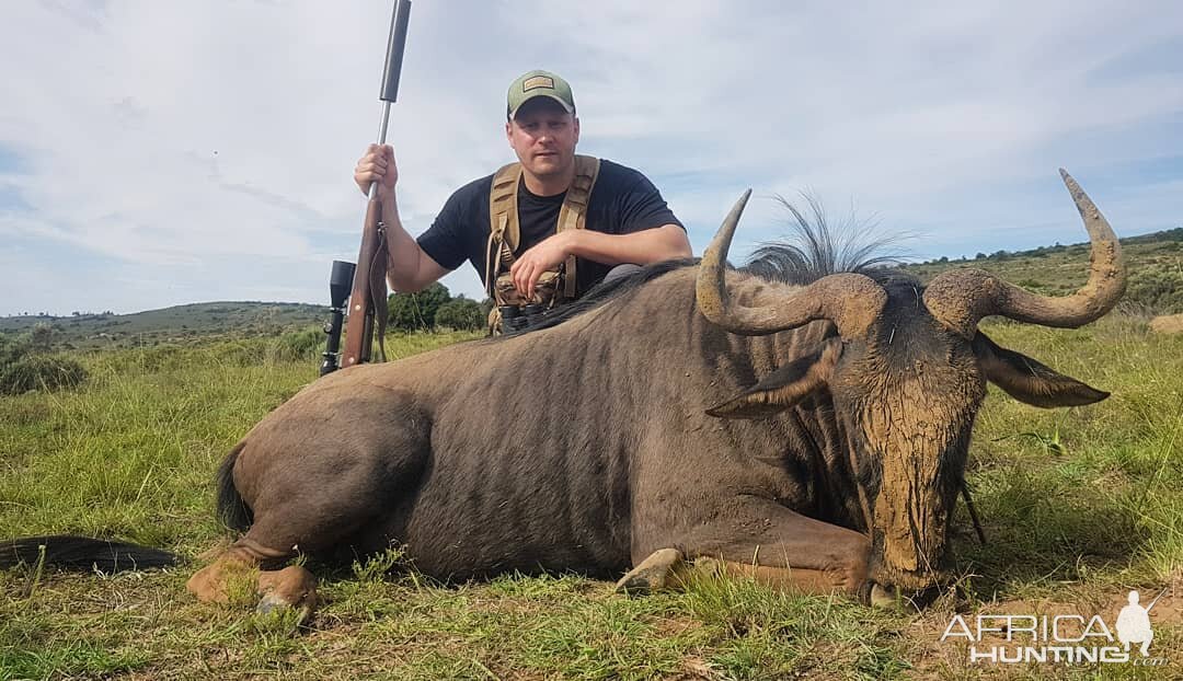 Blue Wildebeest Hunt South Africa