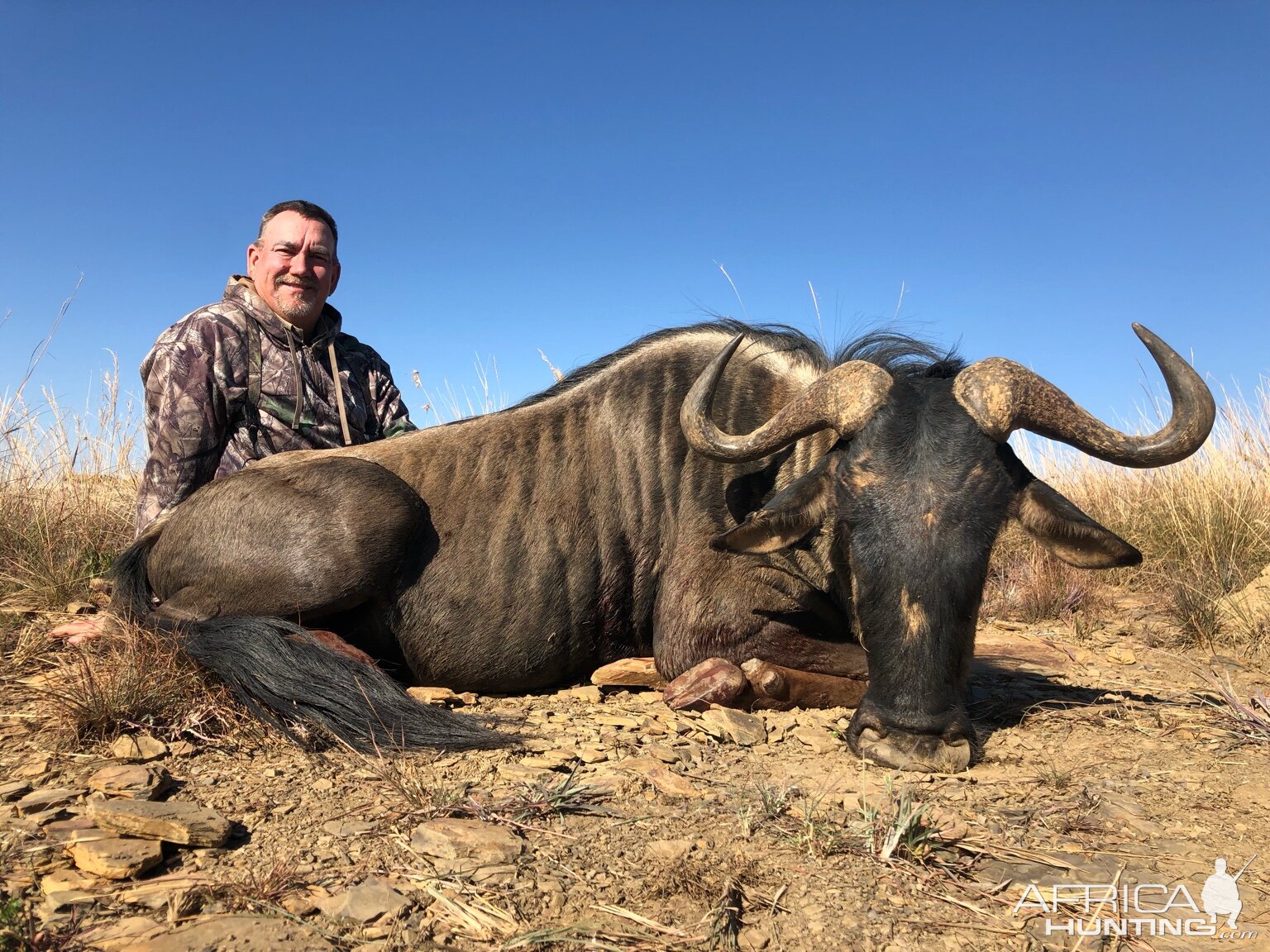 Blue Wildebeest Hunt South Africa