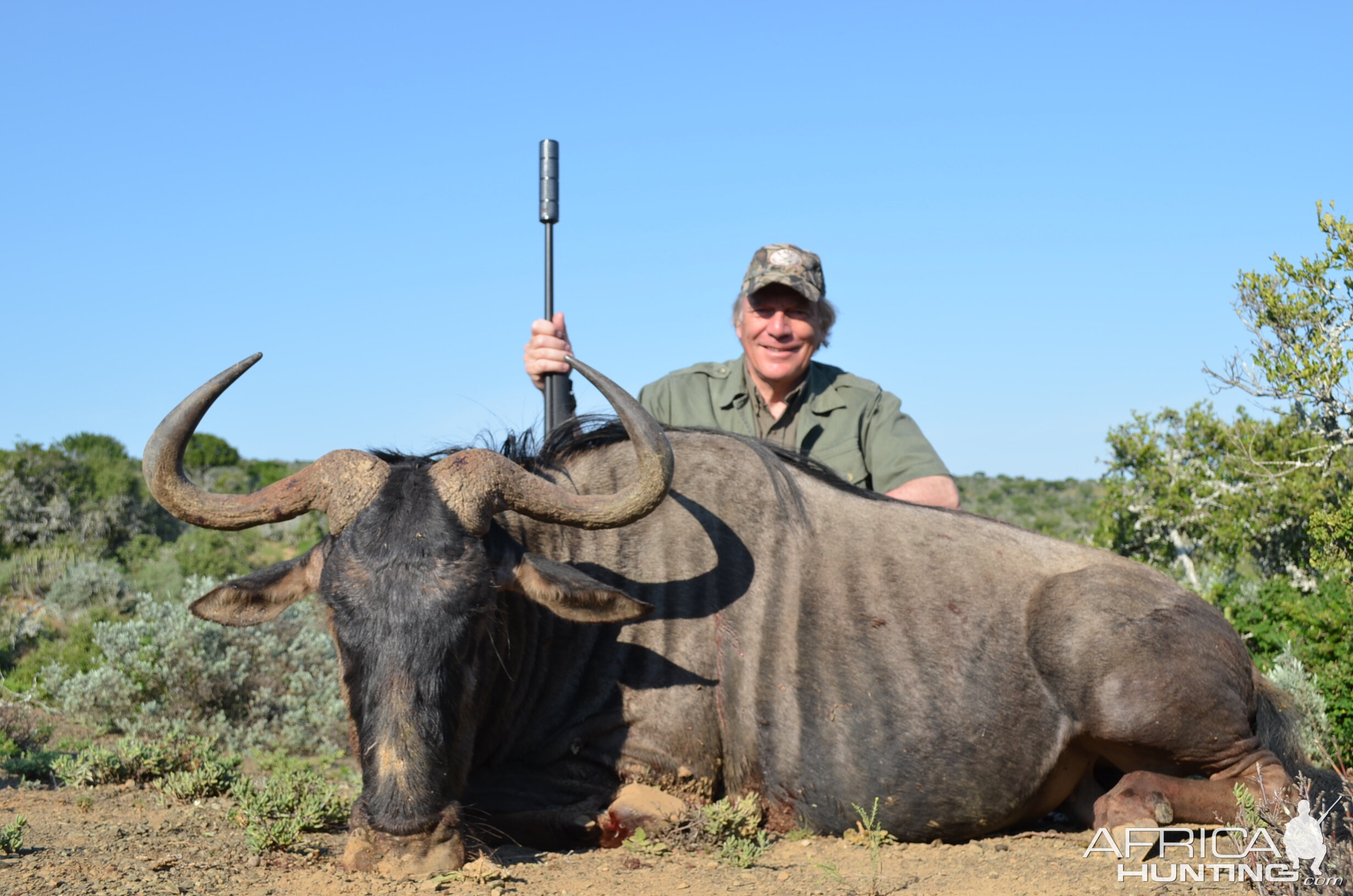 Blue Wildebeest Hunt South Africa