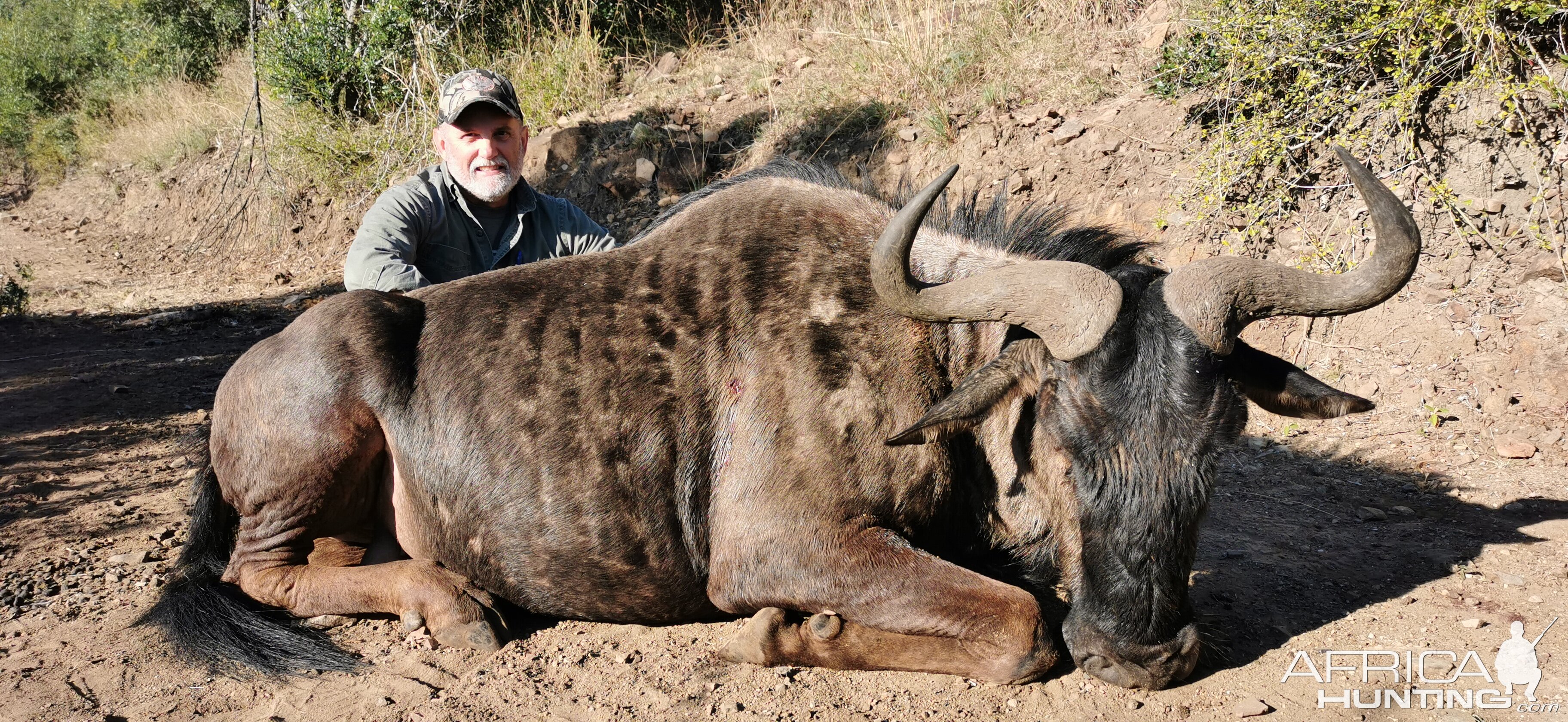 Blue Wildebeest Hunt South Africa