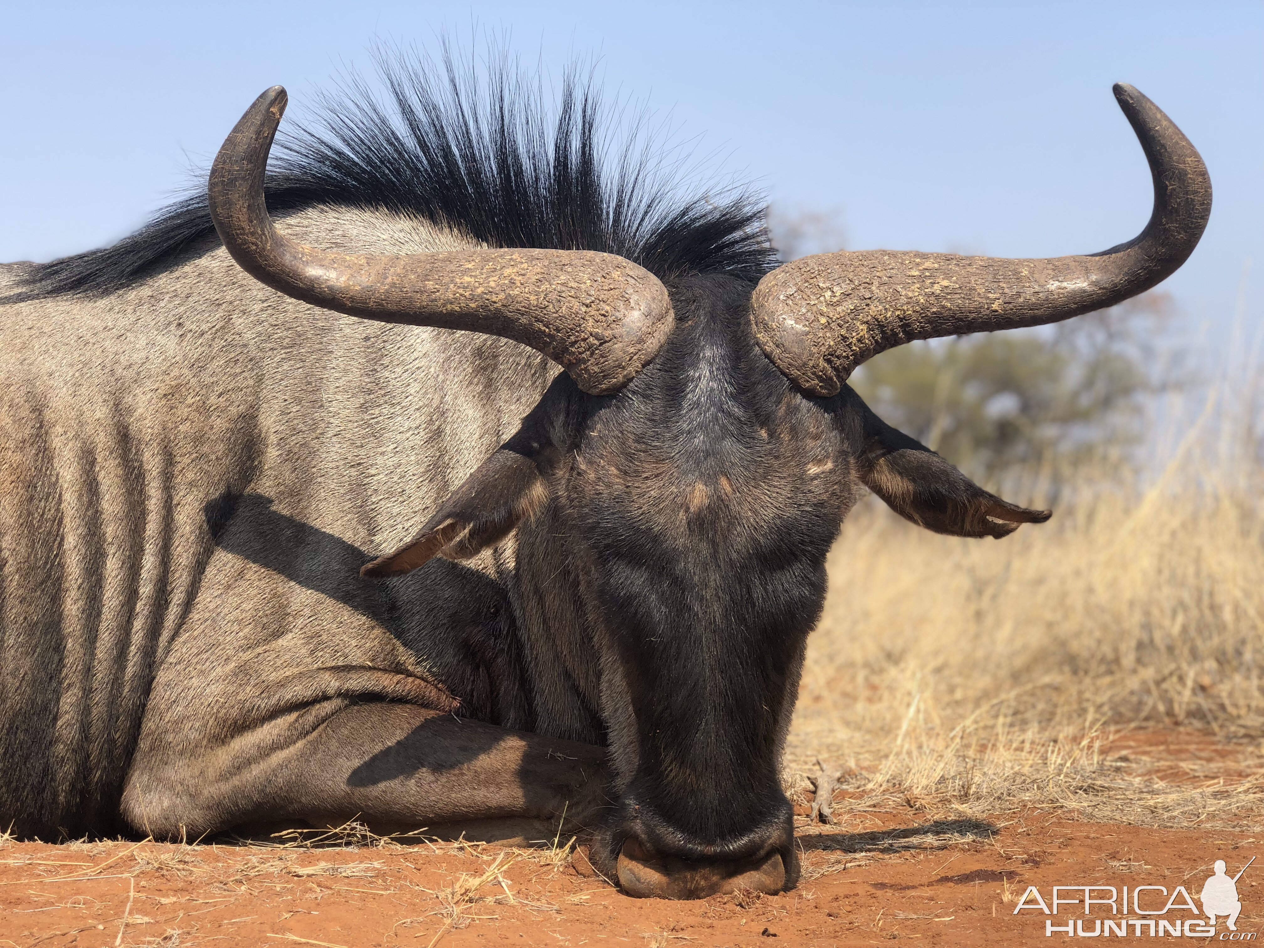 Blue Wildebeest Hunt South Africa