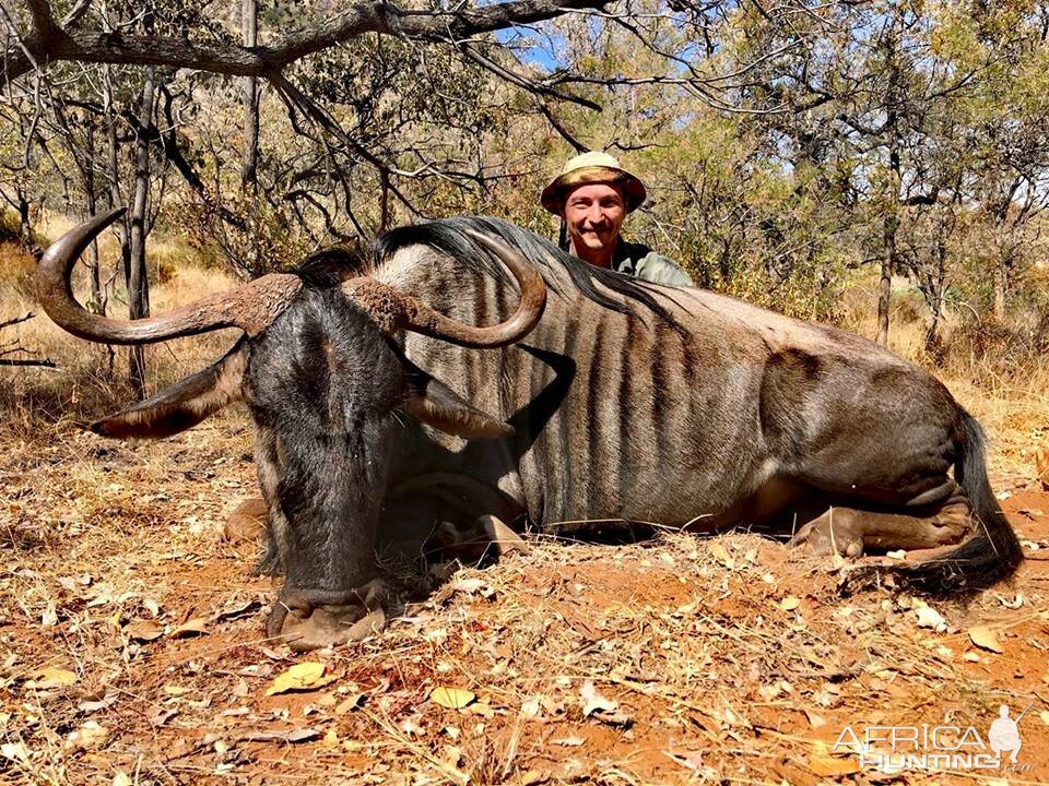 Blue Wildebeest Hunt South Africa