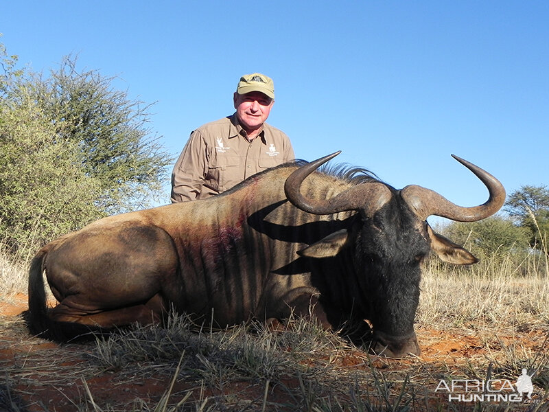 Blue Wildebeest hunt with Wintershoek Johnny Vivier Safaris