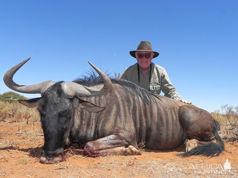 Blue Wildebeest hunt with Wintershoek Johnny Vivier Safaris