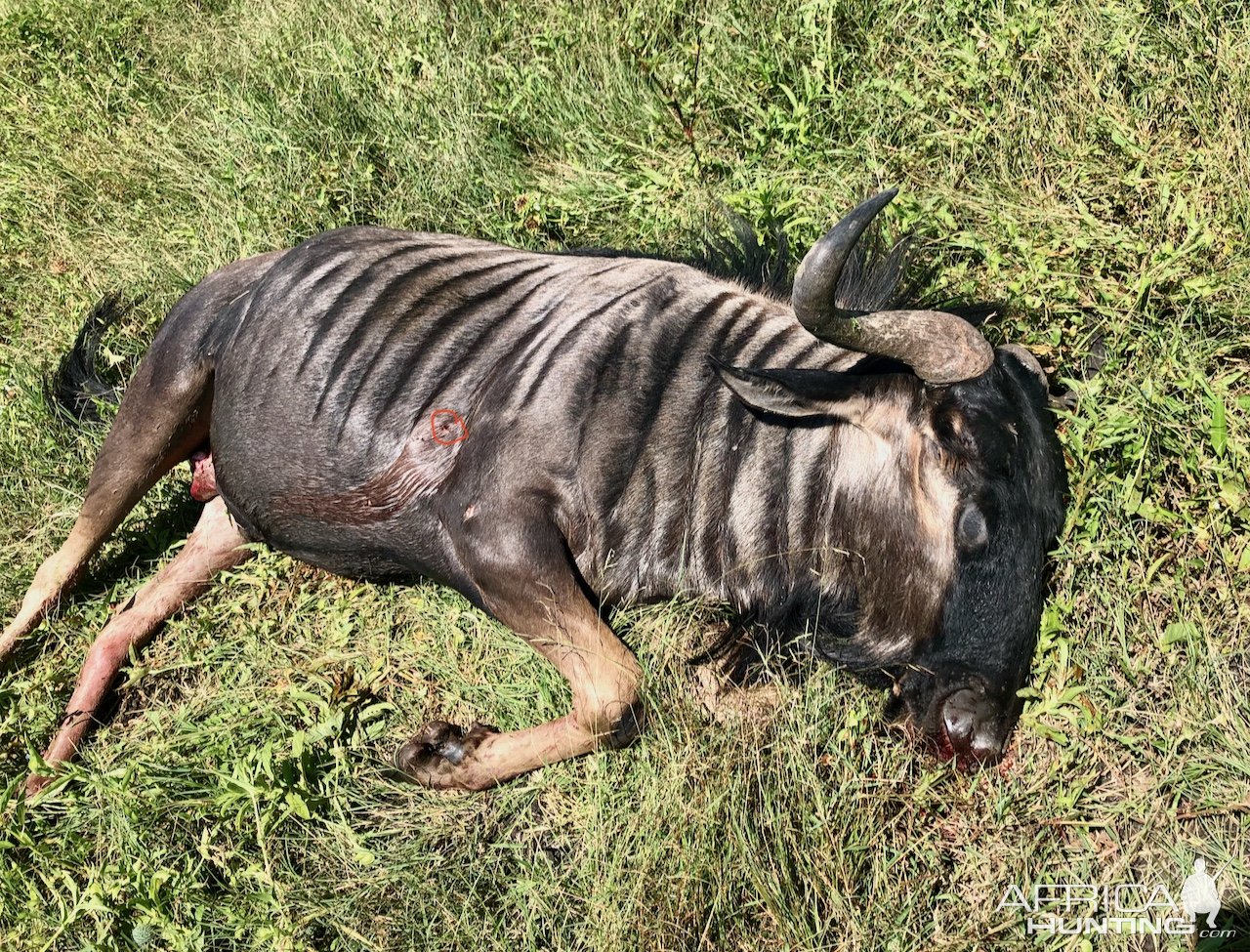 Blue Wildebeest Hunt Zimbabwe