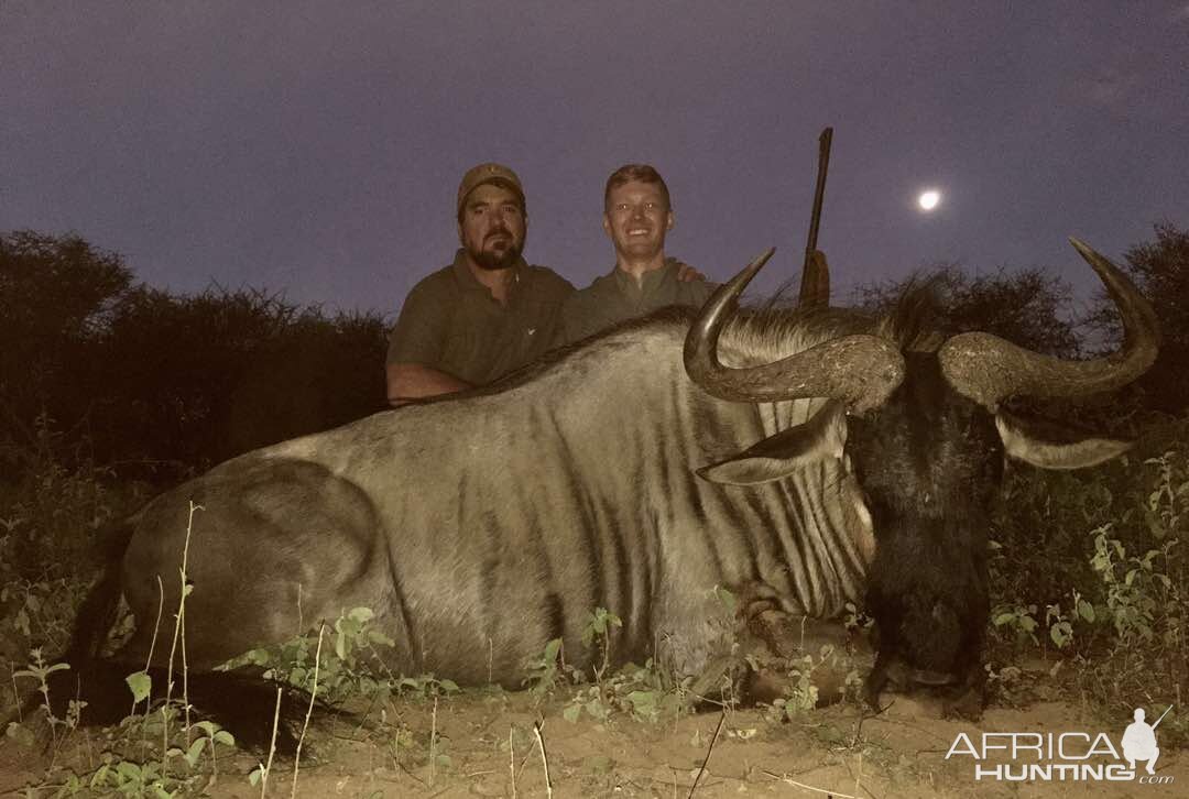 Blue Wildebeest Hunt Zimbabwe