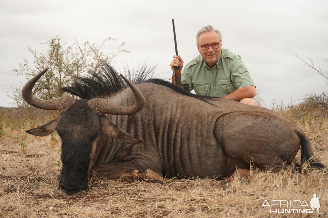 Blue Wildebeest Hunt Zimbabwe