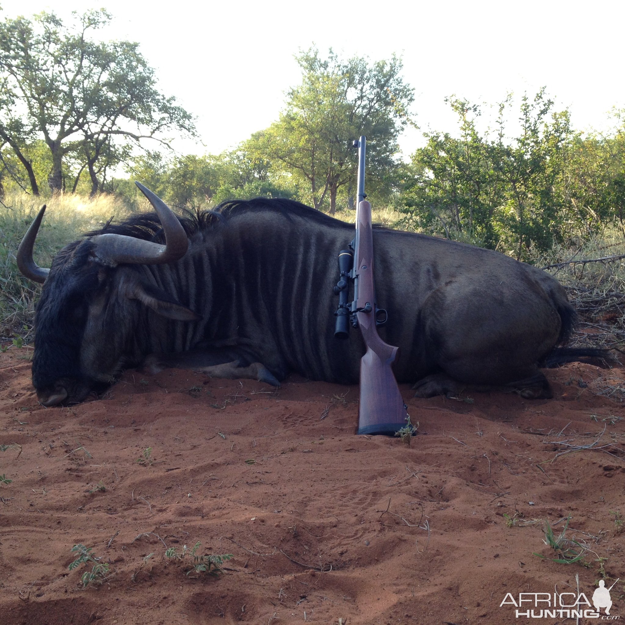 Blue Wildebeest Hunt