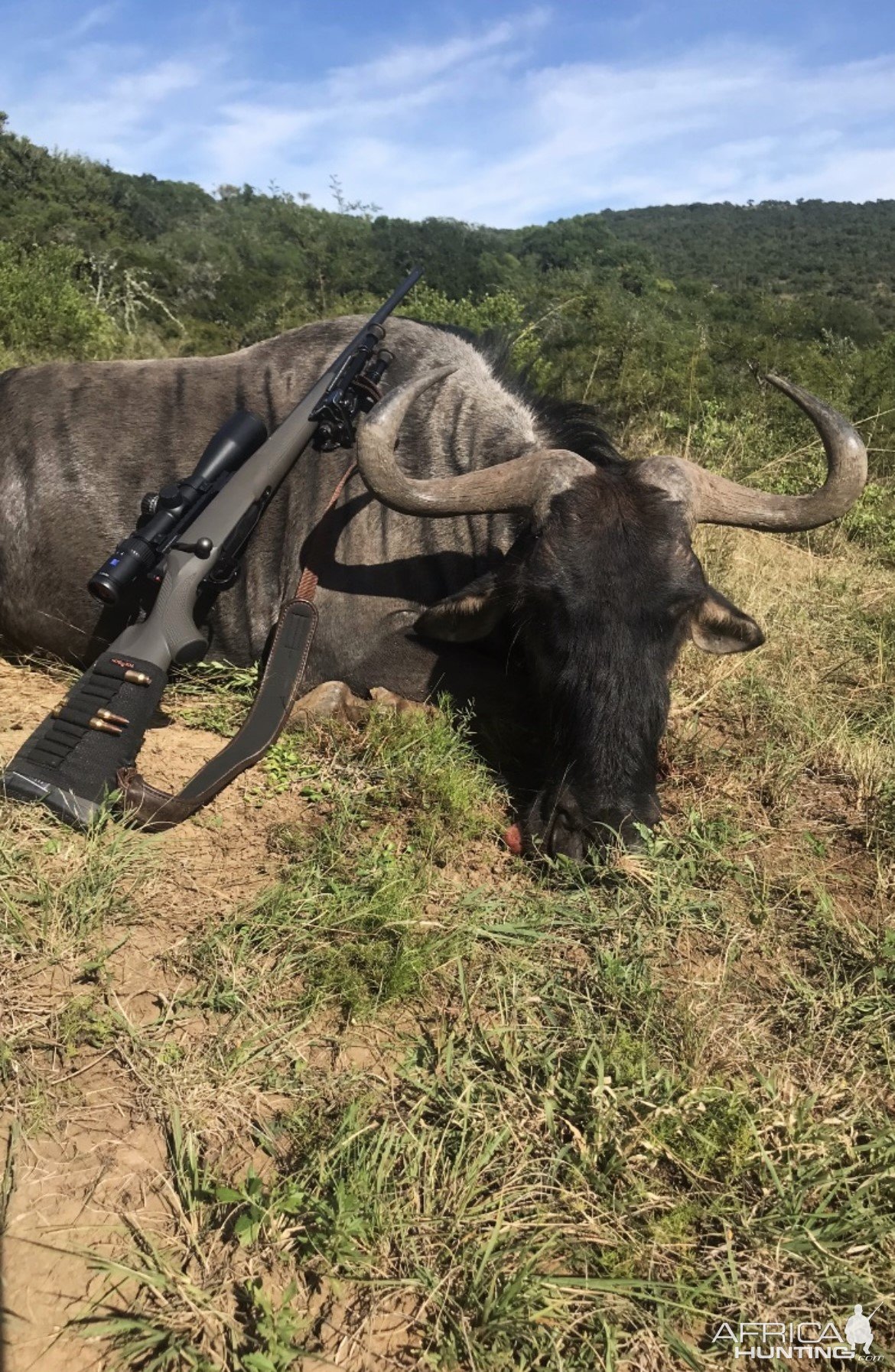 Blue Wildebeest Hunt