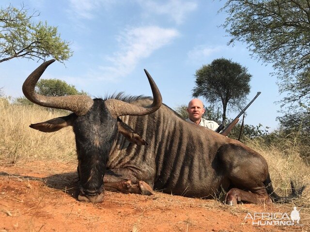 Blue Wildebeest Hunt