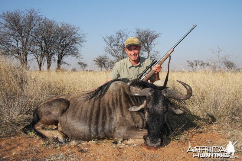 Blue Wildebeest hunted in Namibia