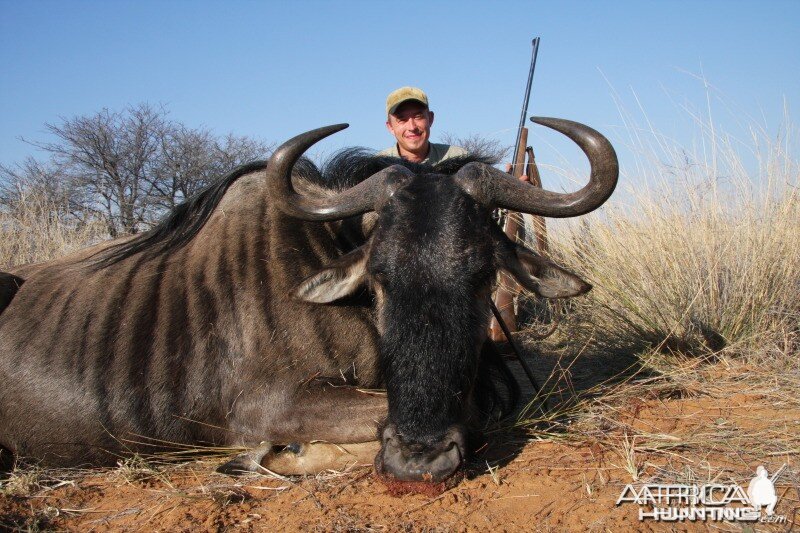 Blue Wildebeest hunted in Namibia