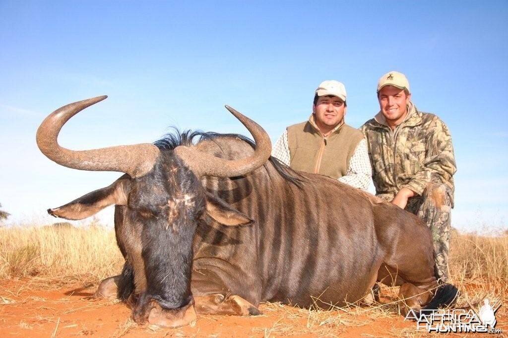 Blue Wildebeest hunted with Hartzview Hunting Safaris