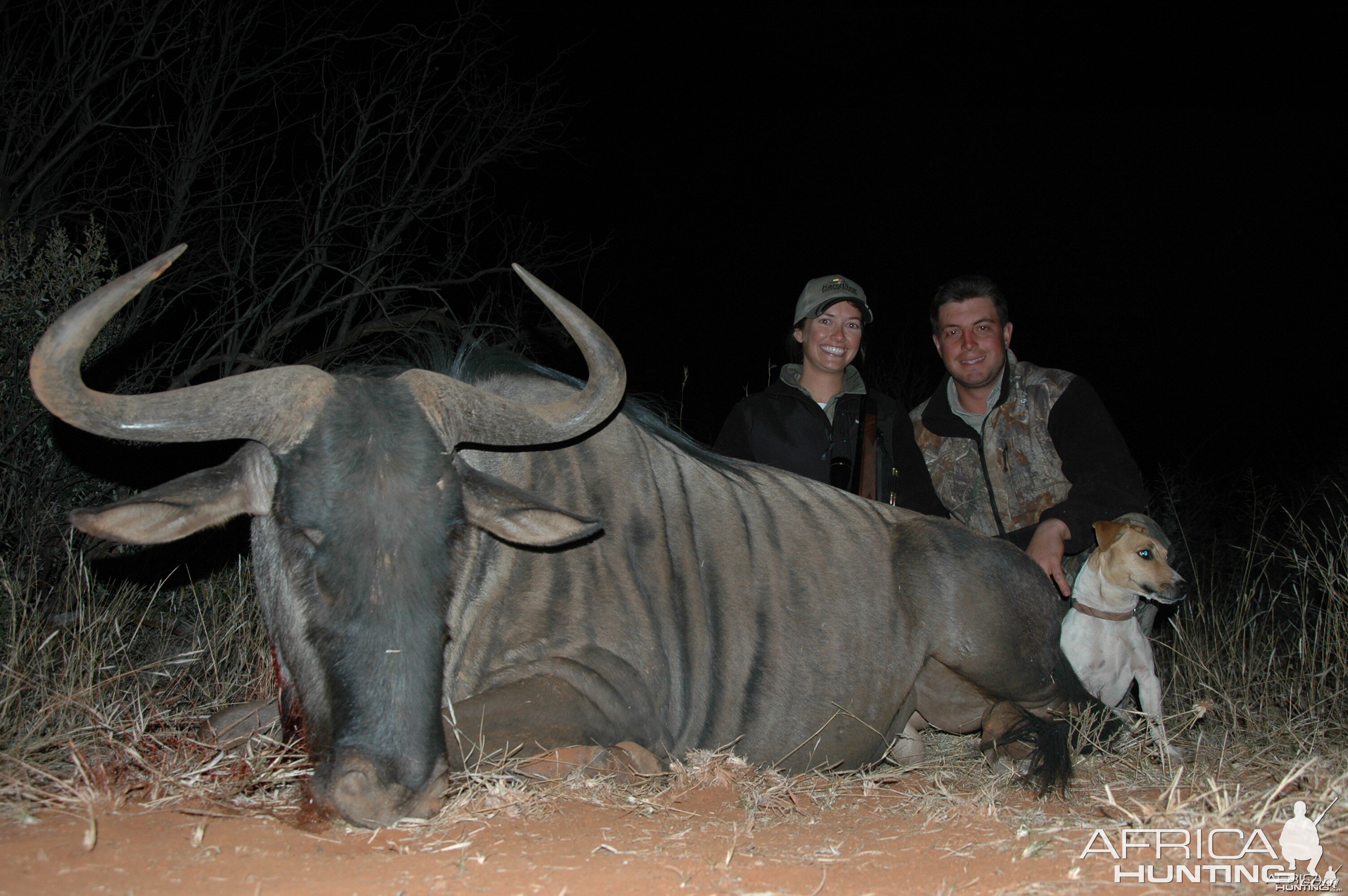 Blue Wildebeest hunted with Hartzview Hunting Safaris