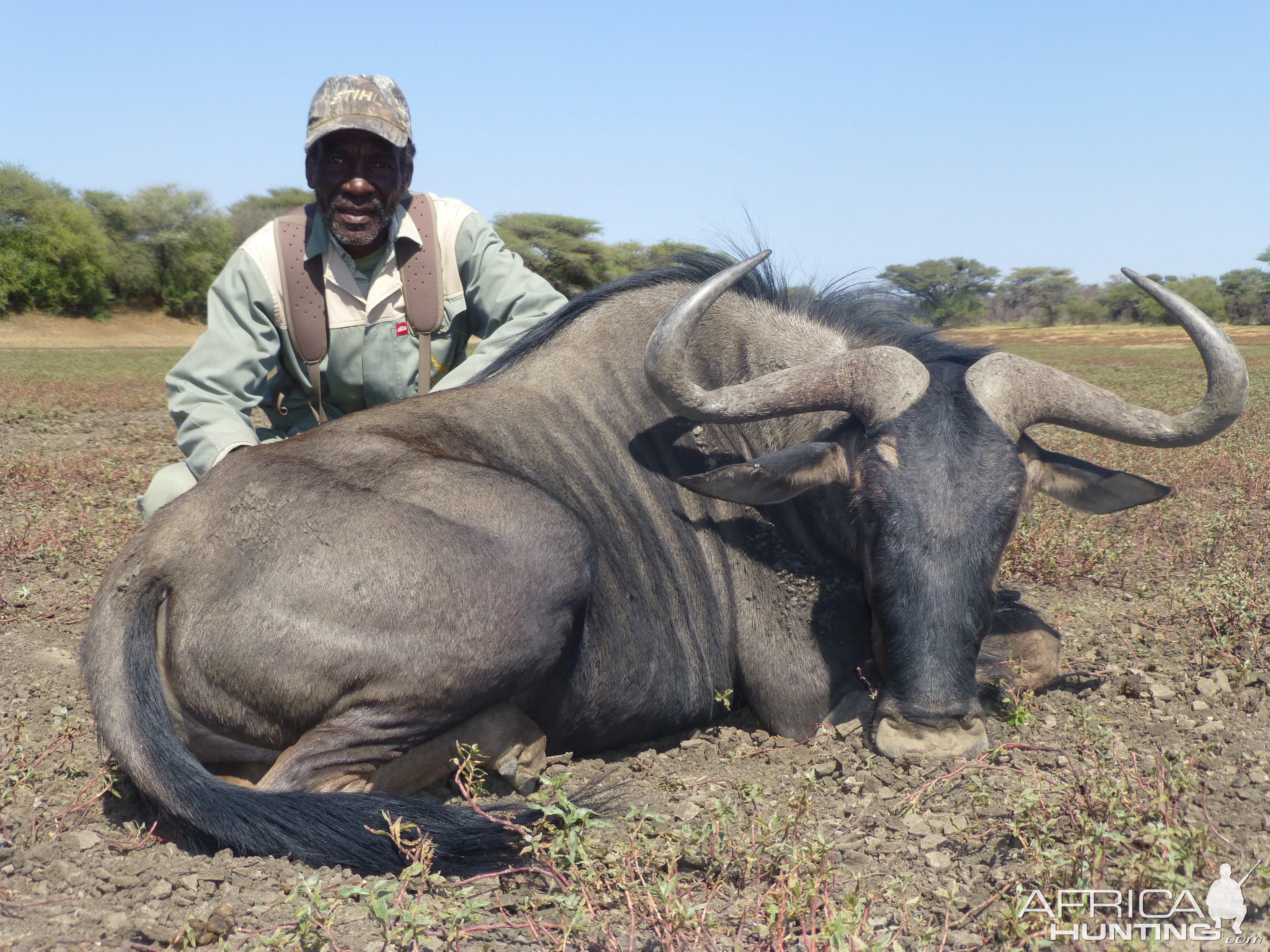 Blue Wildebeest hunted with Ozondjahe Hunting Safaris in Namibia