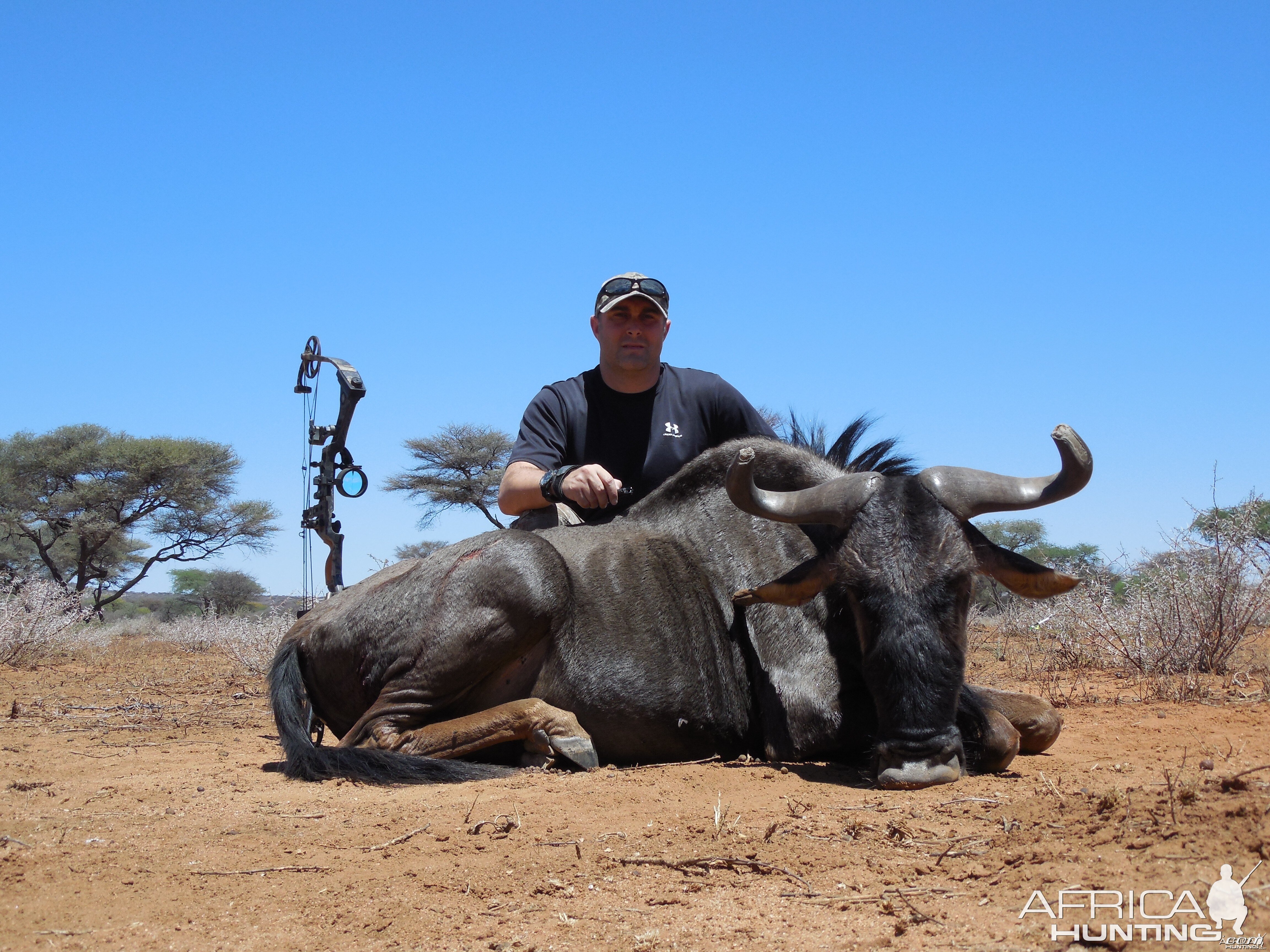 Blue Wildebeest hunted with Ozondjahe Hunting Safaris in Namibia