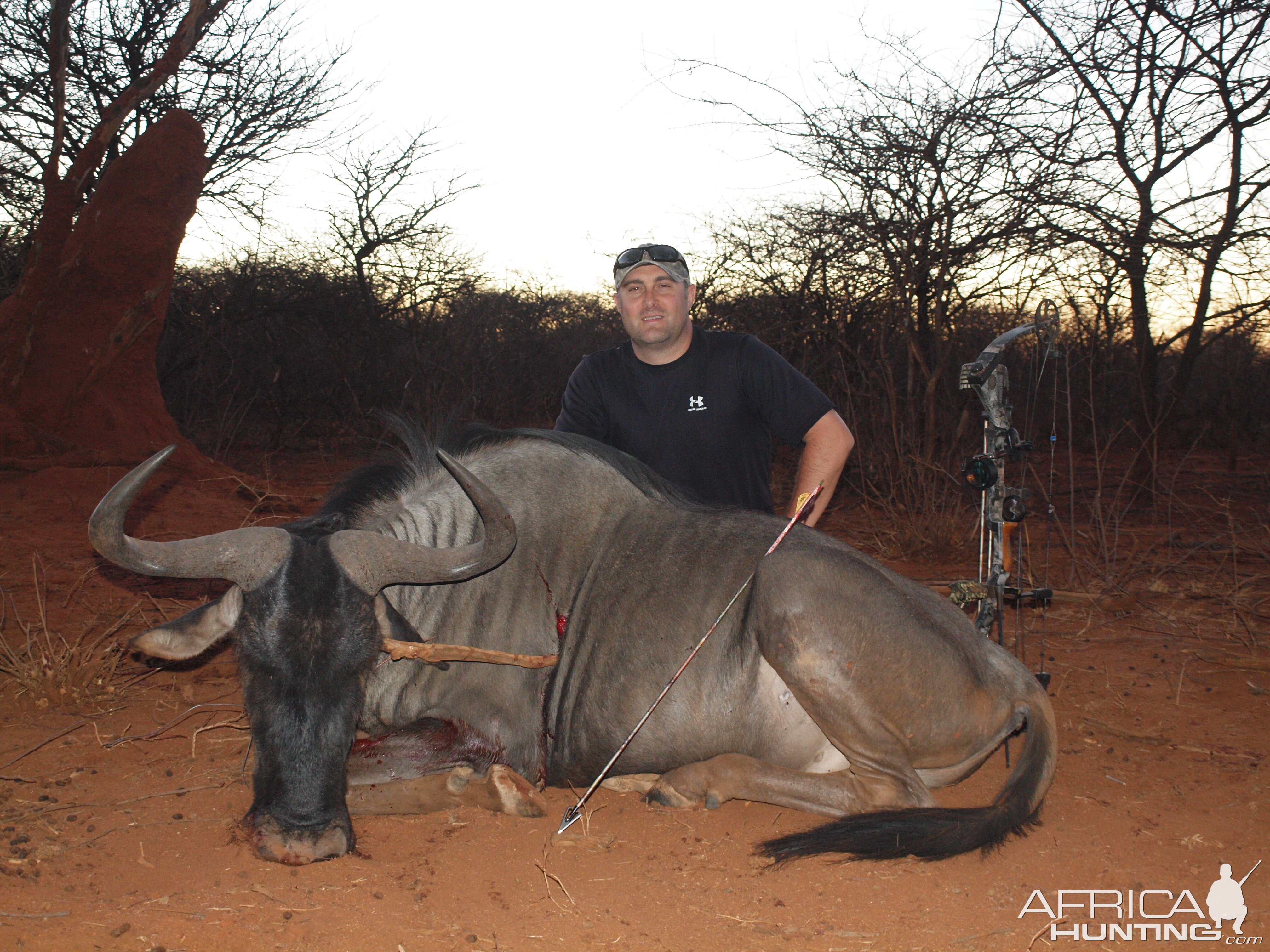 Blue Wildebeest hunted with Ozondjahe Hunting Safaris in Namibia