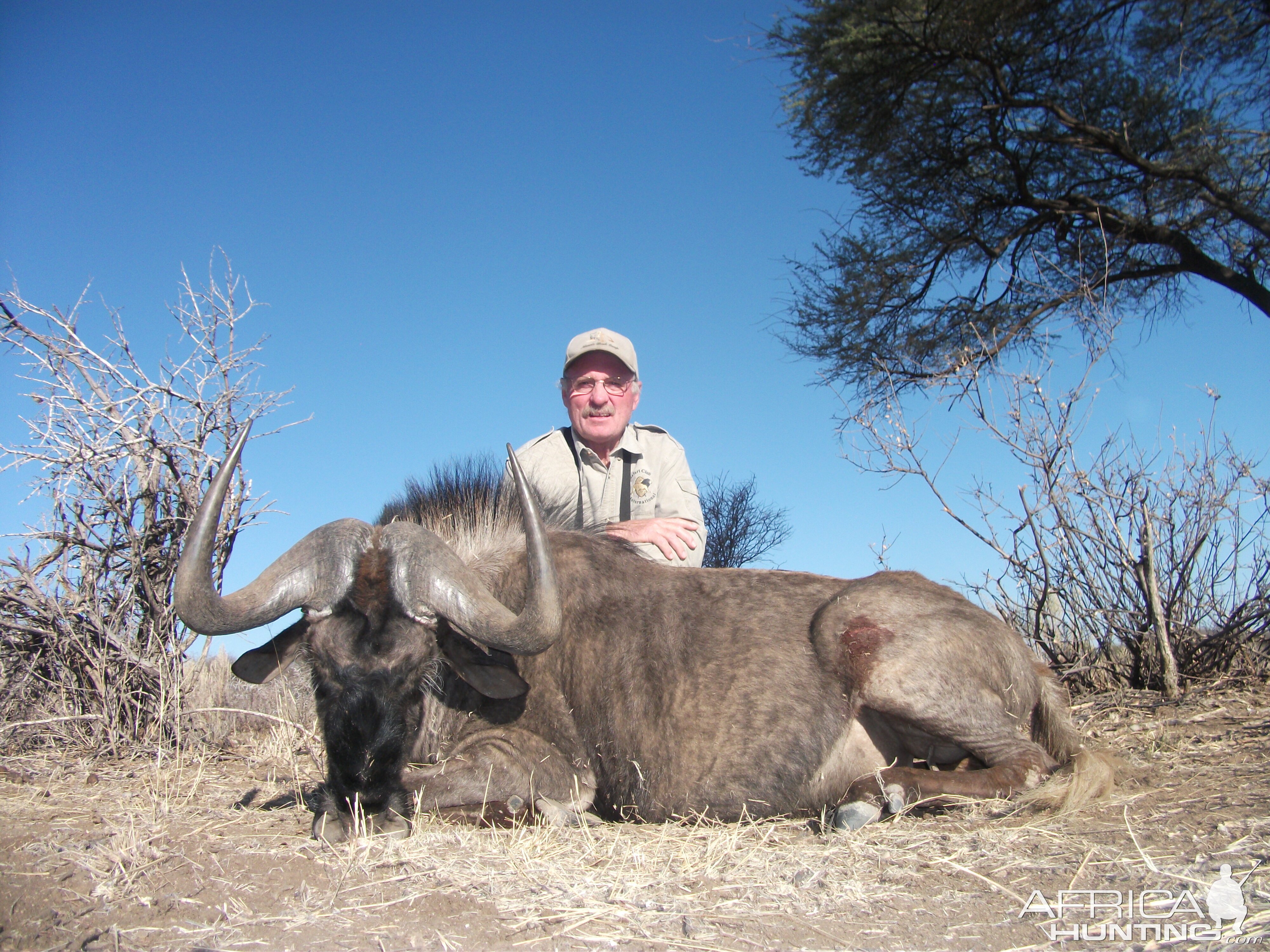 Blue Wildebeest hunted with Ozondjahe Hunting Safaris in Namibia