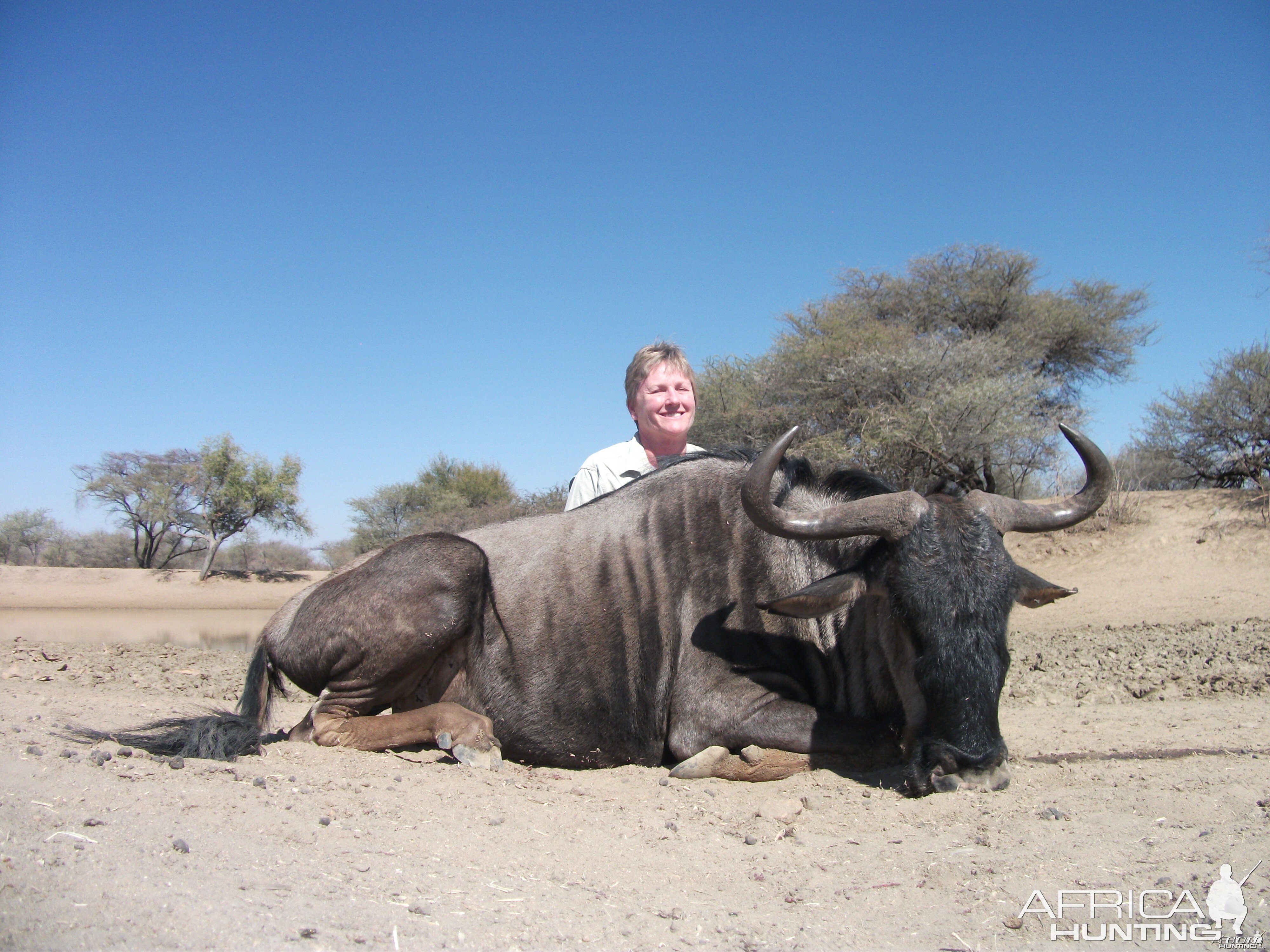 Blue Wildebeest hunted with Ozondjahe Hunting Safaris in Namibia