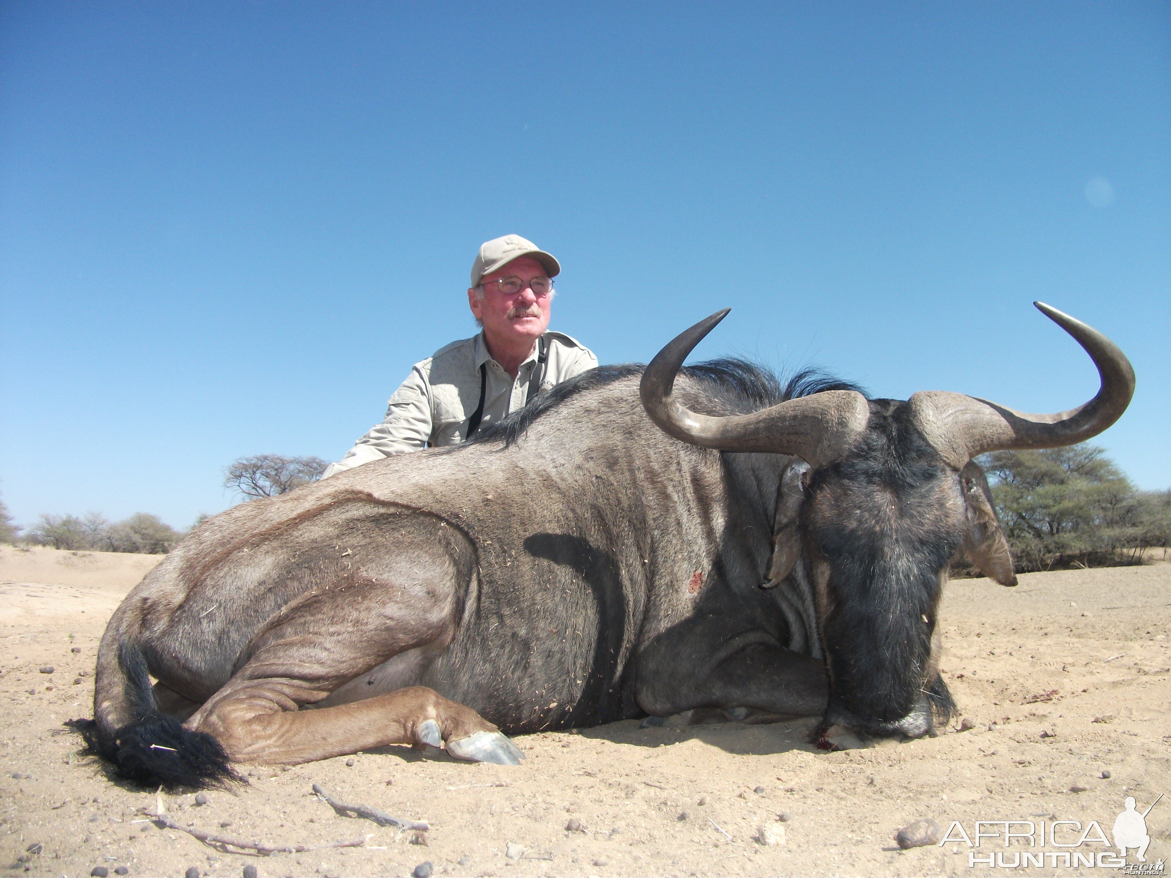 Blue Wildebeest hunted with Ozondjahe Hunting Safaris in Namibia