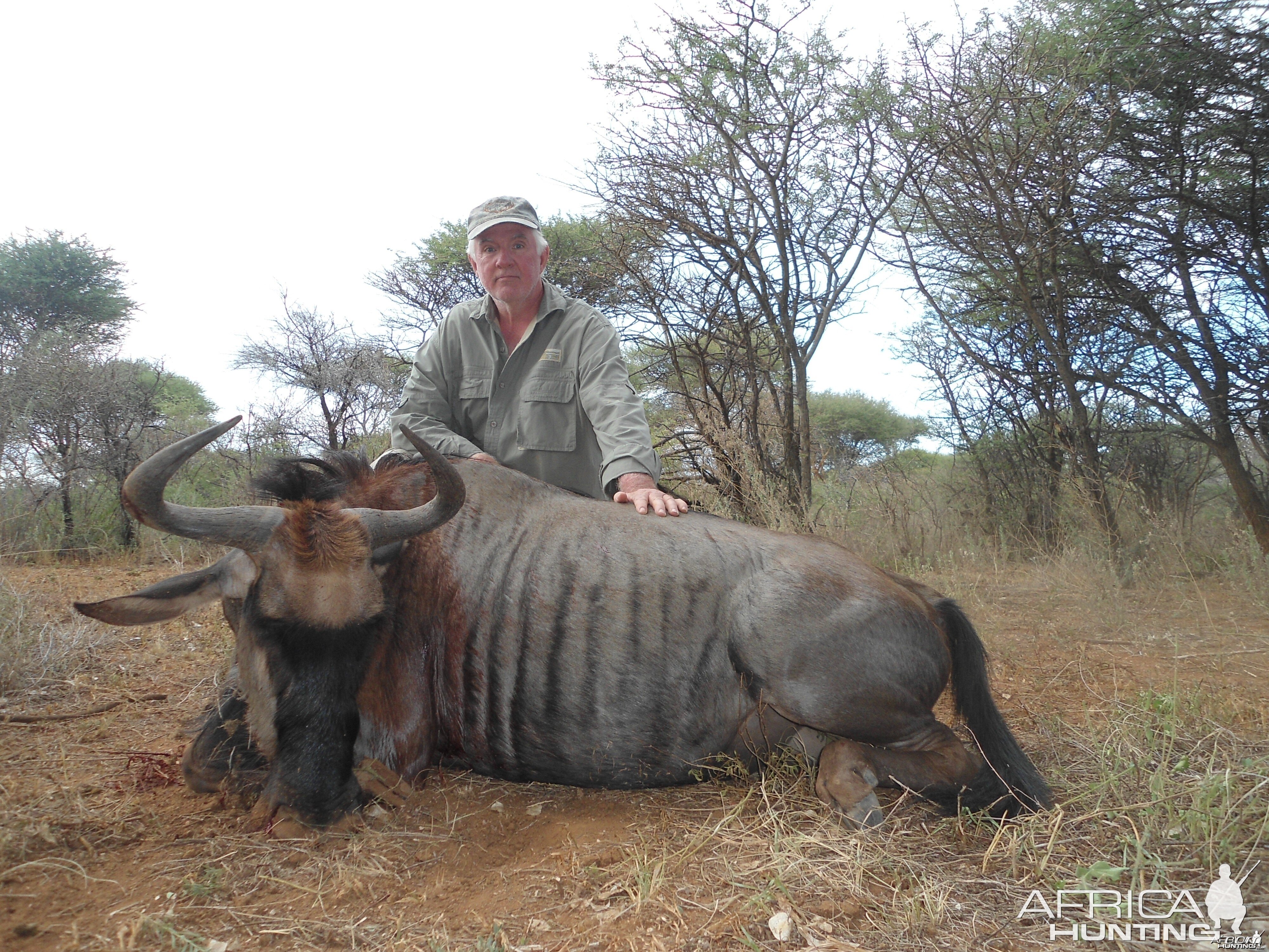 Blue Wildebeest hunted with Ozondjahe Hunting Safaris in Namibia