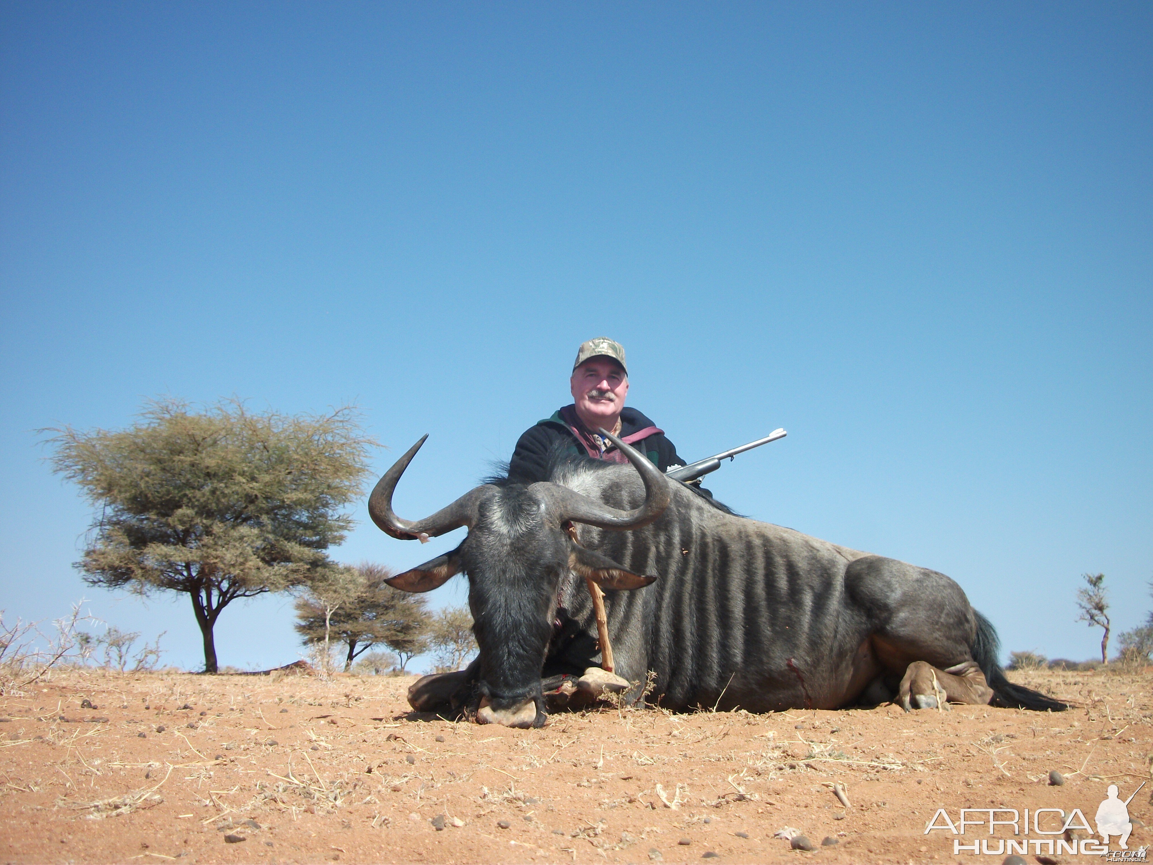 Blue Wildebeest hunted with Ozondjahe Hunting Safaris in Namibia