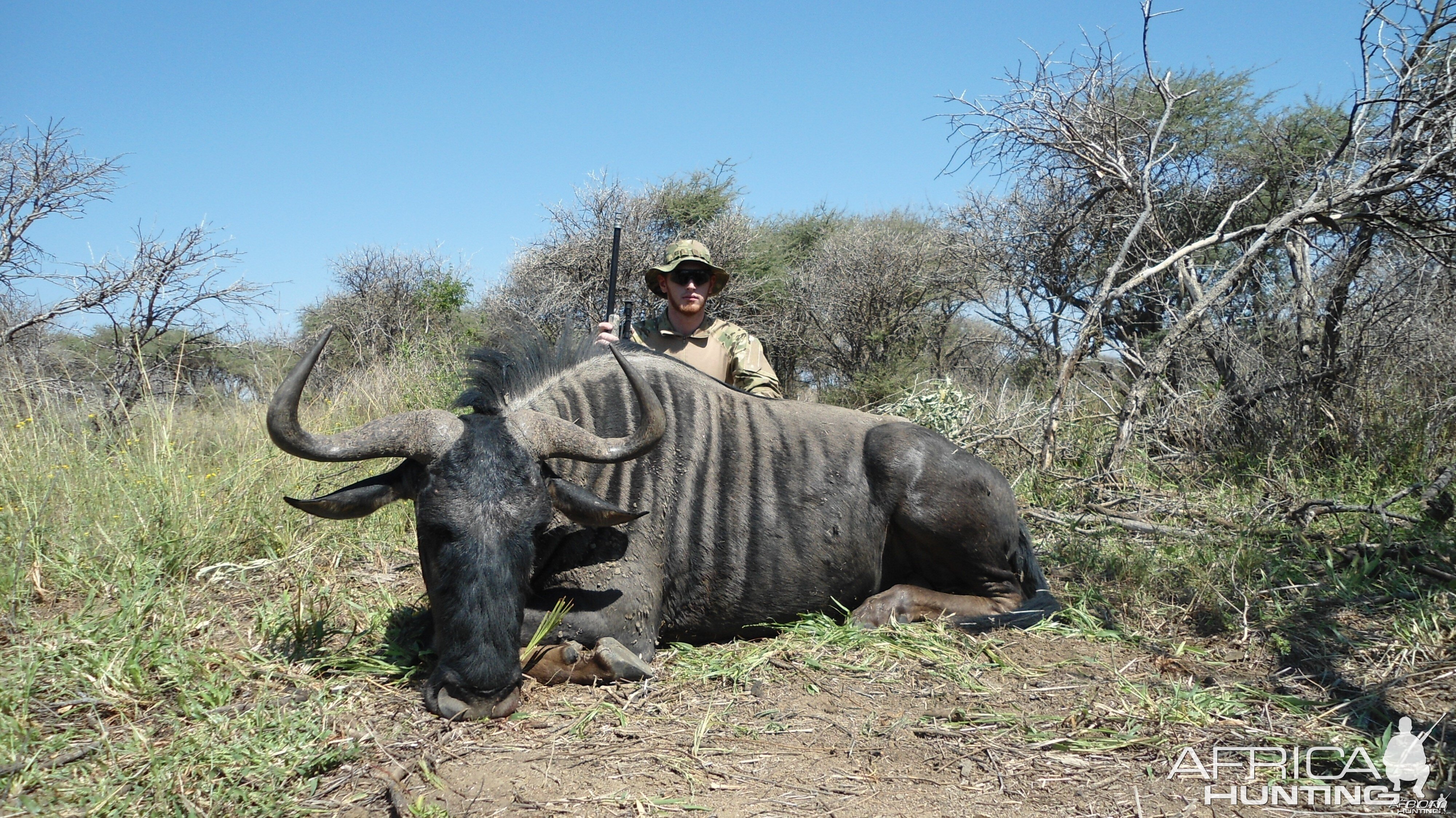 Blue Wildebeest hunted with Ozondjahe Hunting Safaris in Namibia