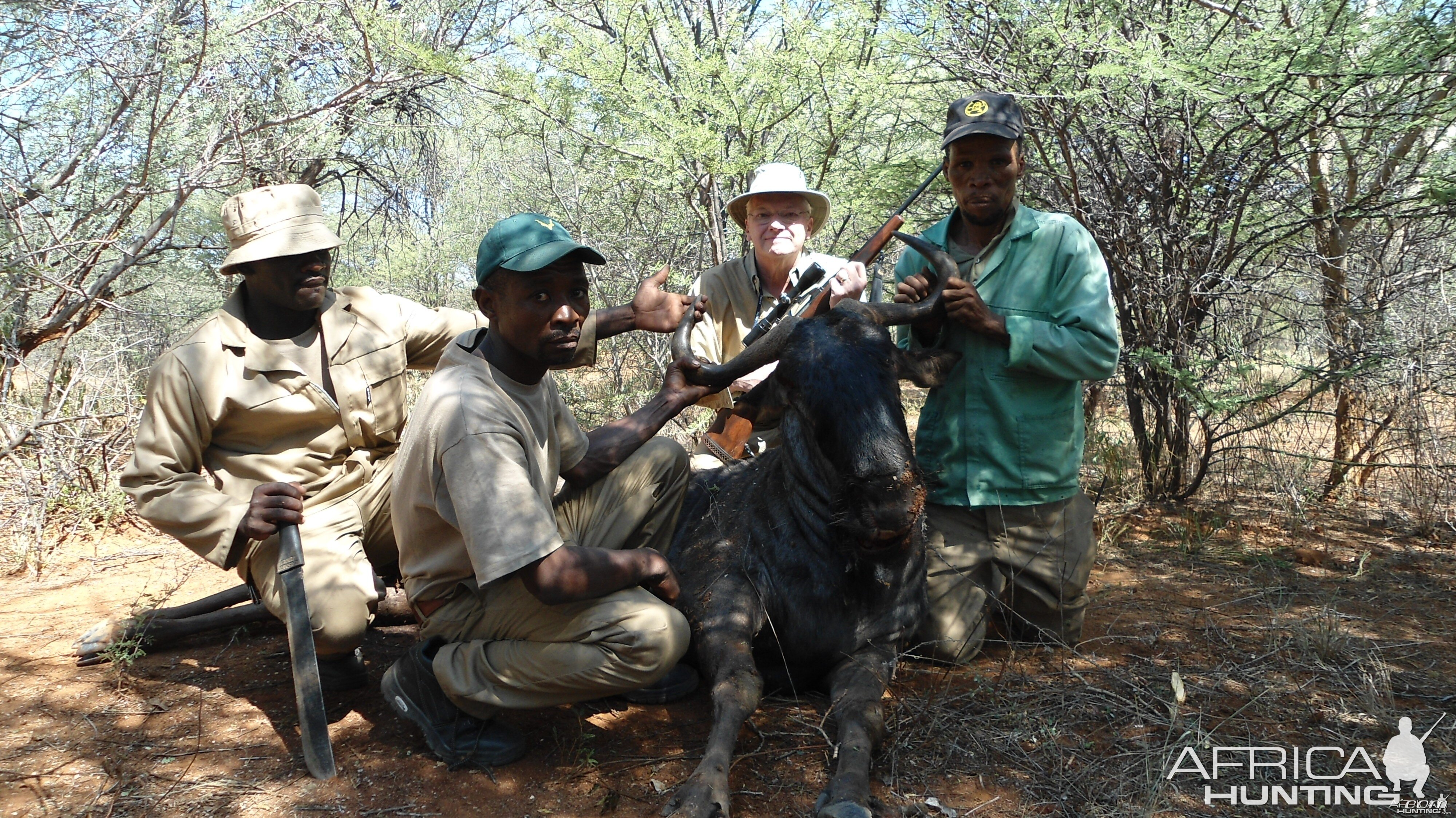 Blue Wildebeest hunted with Ozondjahe Hunting Safaris in Namibia