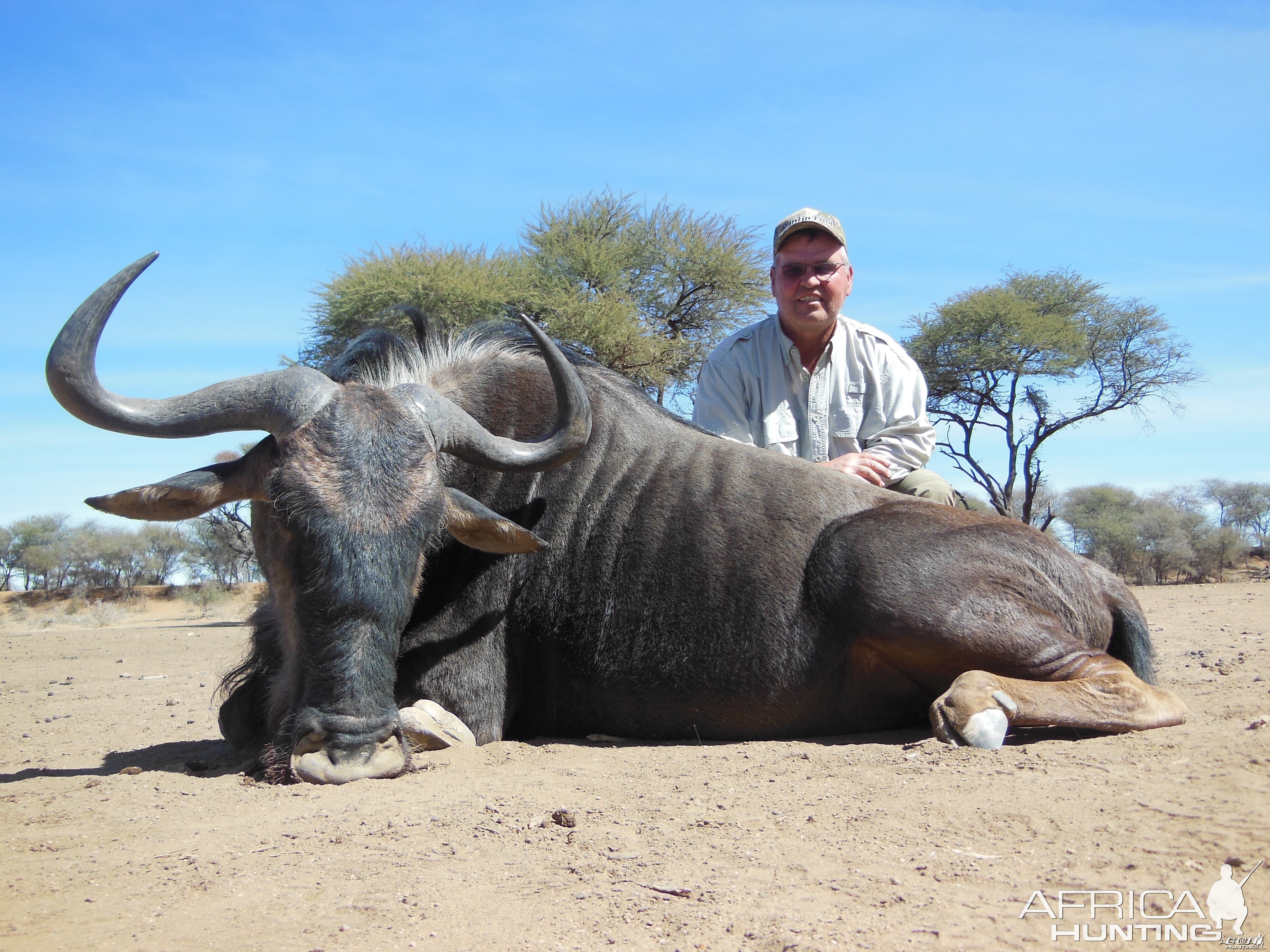 Blue Wildebeest hunted with Ozondjahe Hunting Safaris in Namibia