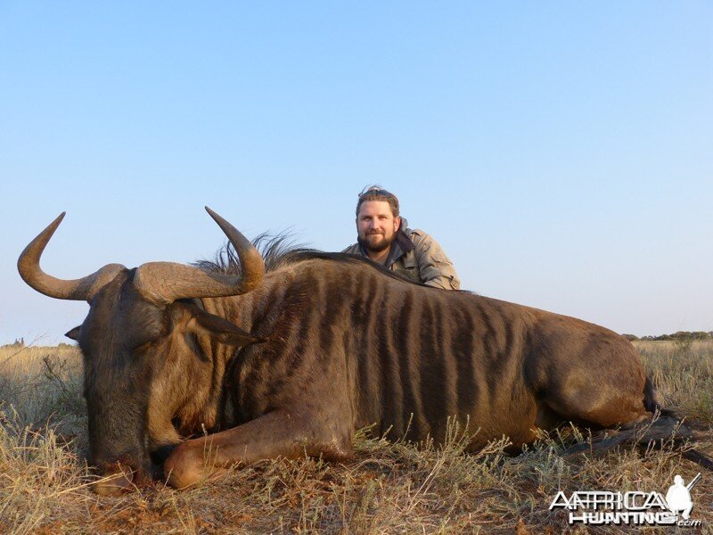 Blue Wildebeest hunted with Wintershoek Johnny Vivier Safaris