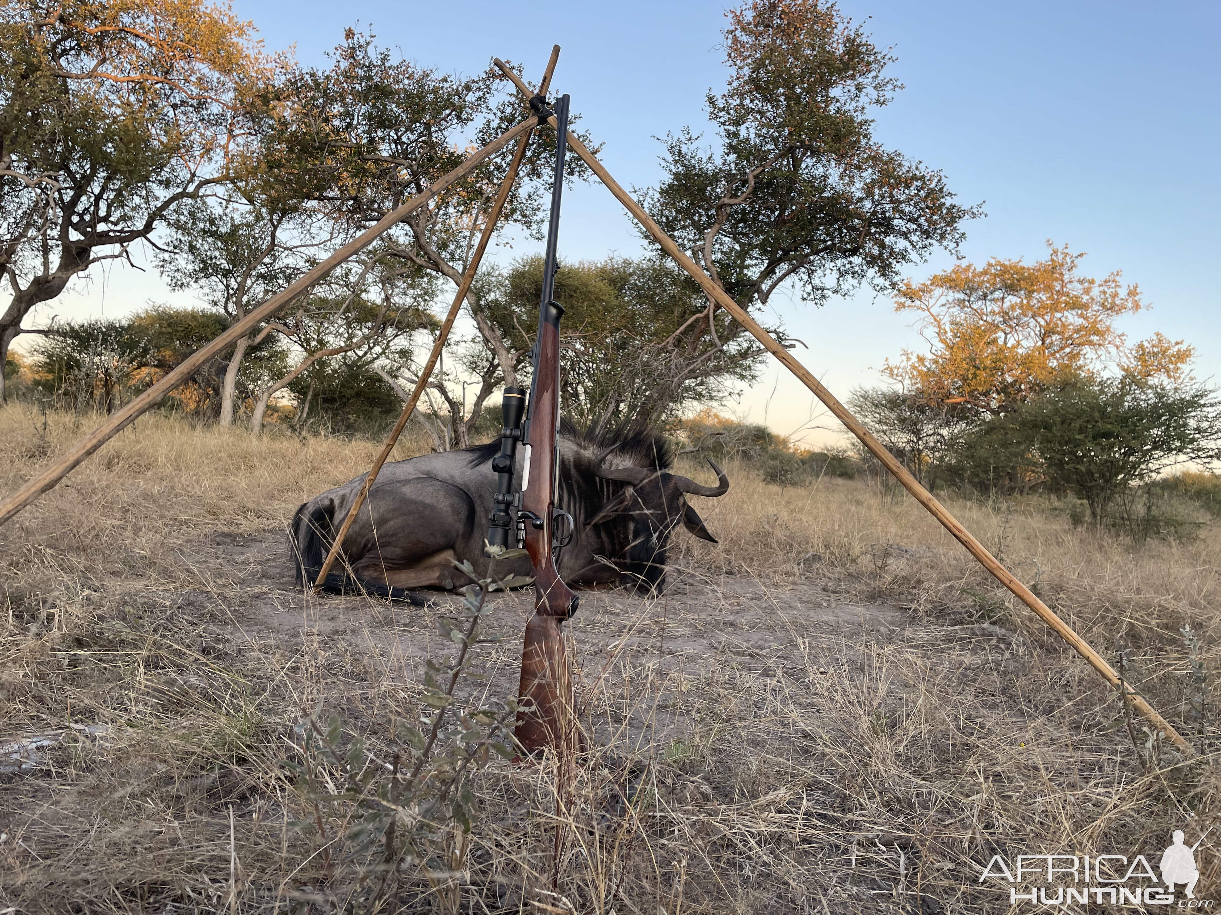 Blue Wildebeest Hunting Botswana