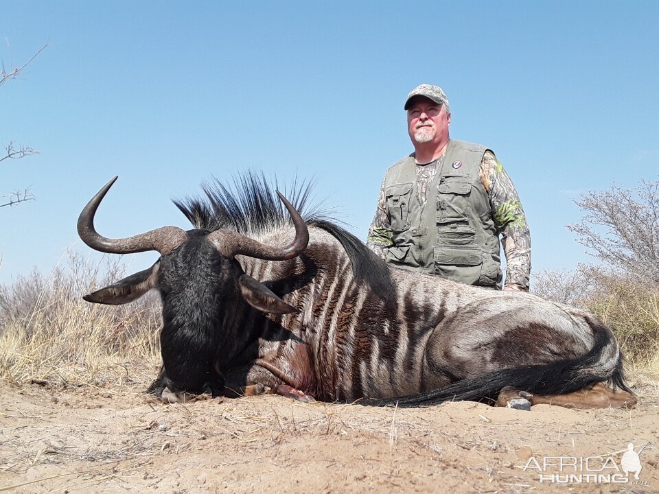 Blue Wildebeest Hunting Botswana