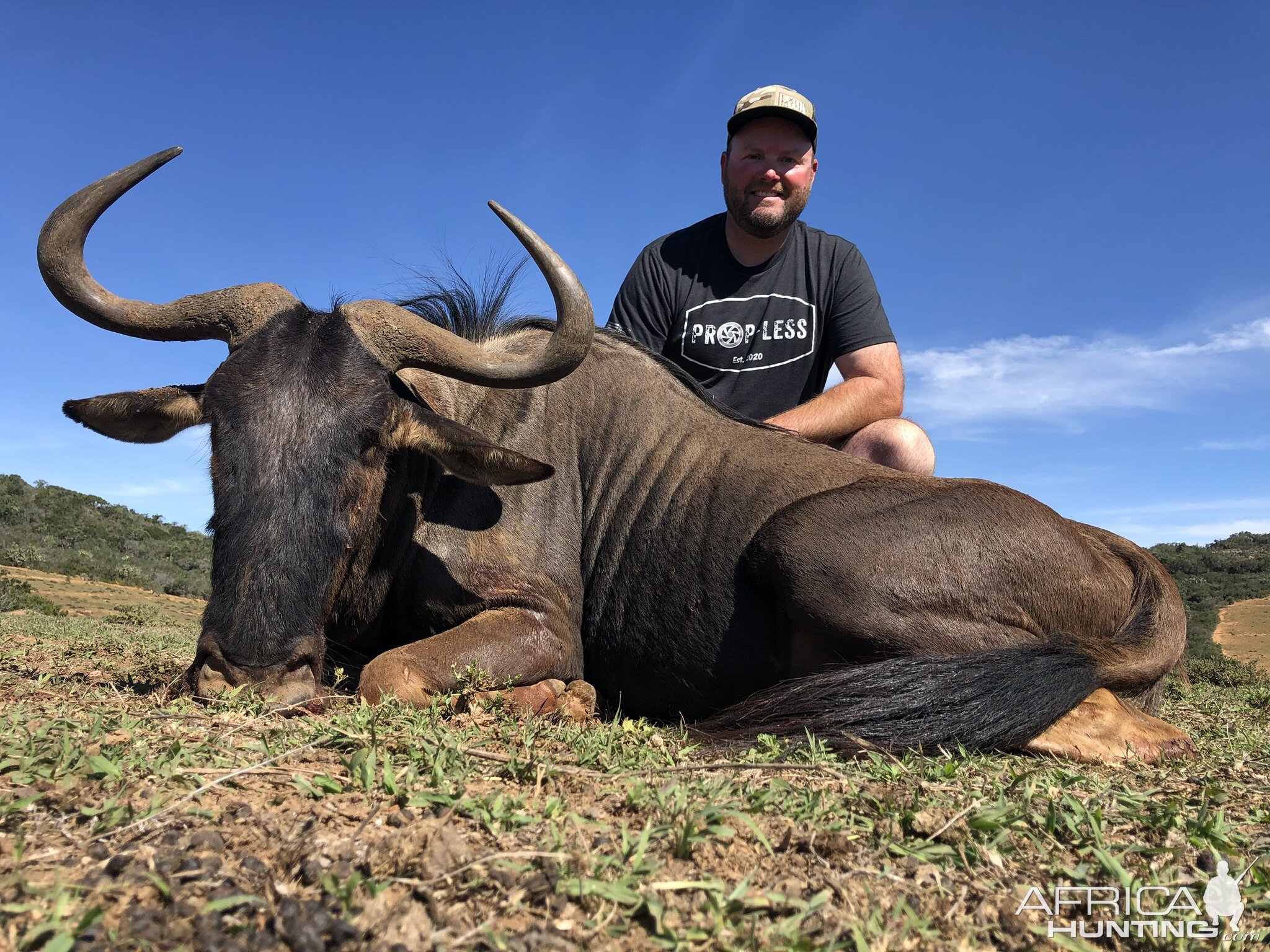 Blue Wildebeest Hunting Eastern Cape South Africa