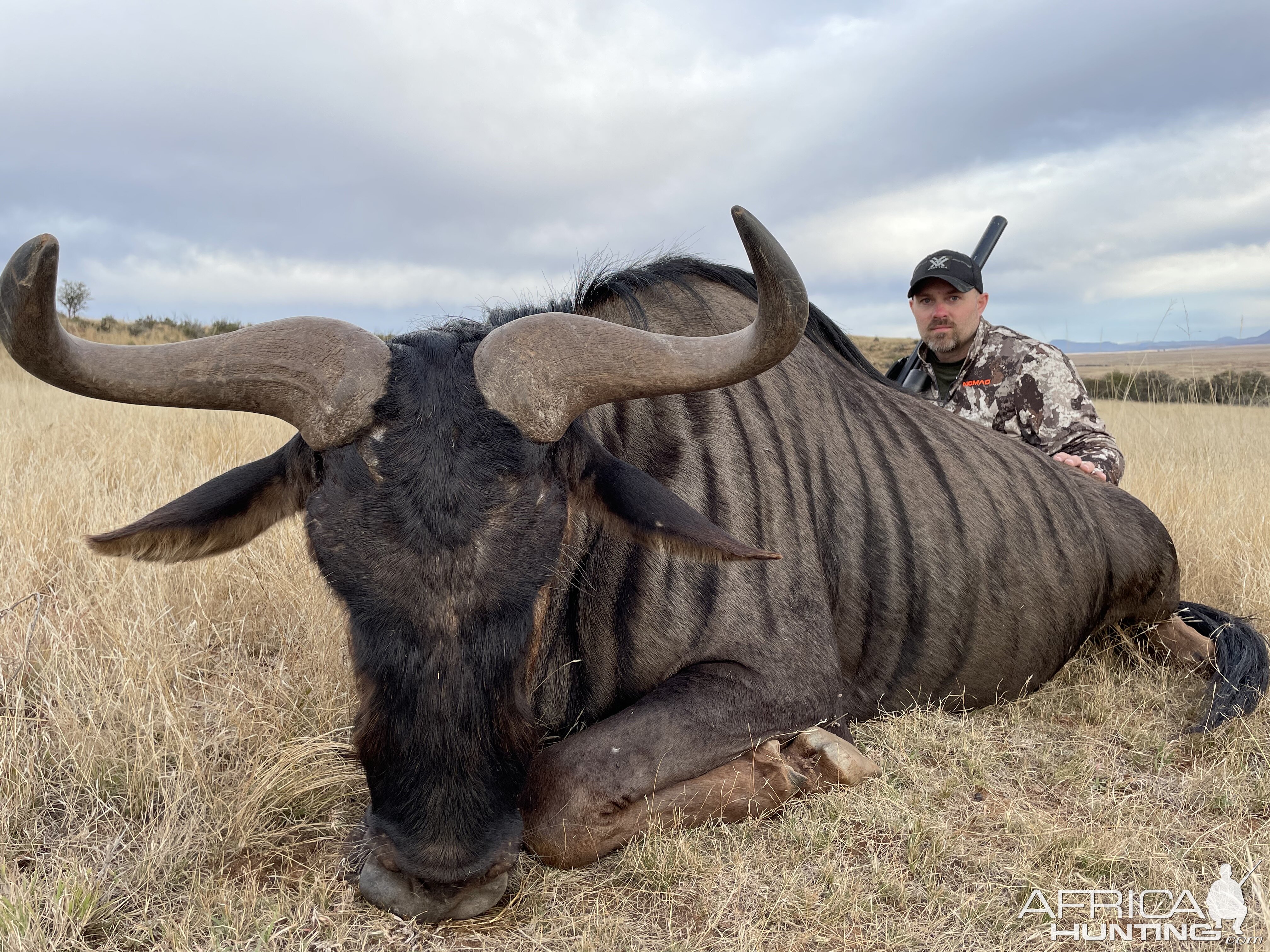 Blue Wildebeest Hunting Eastern Cape South Africa