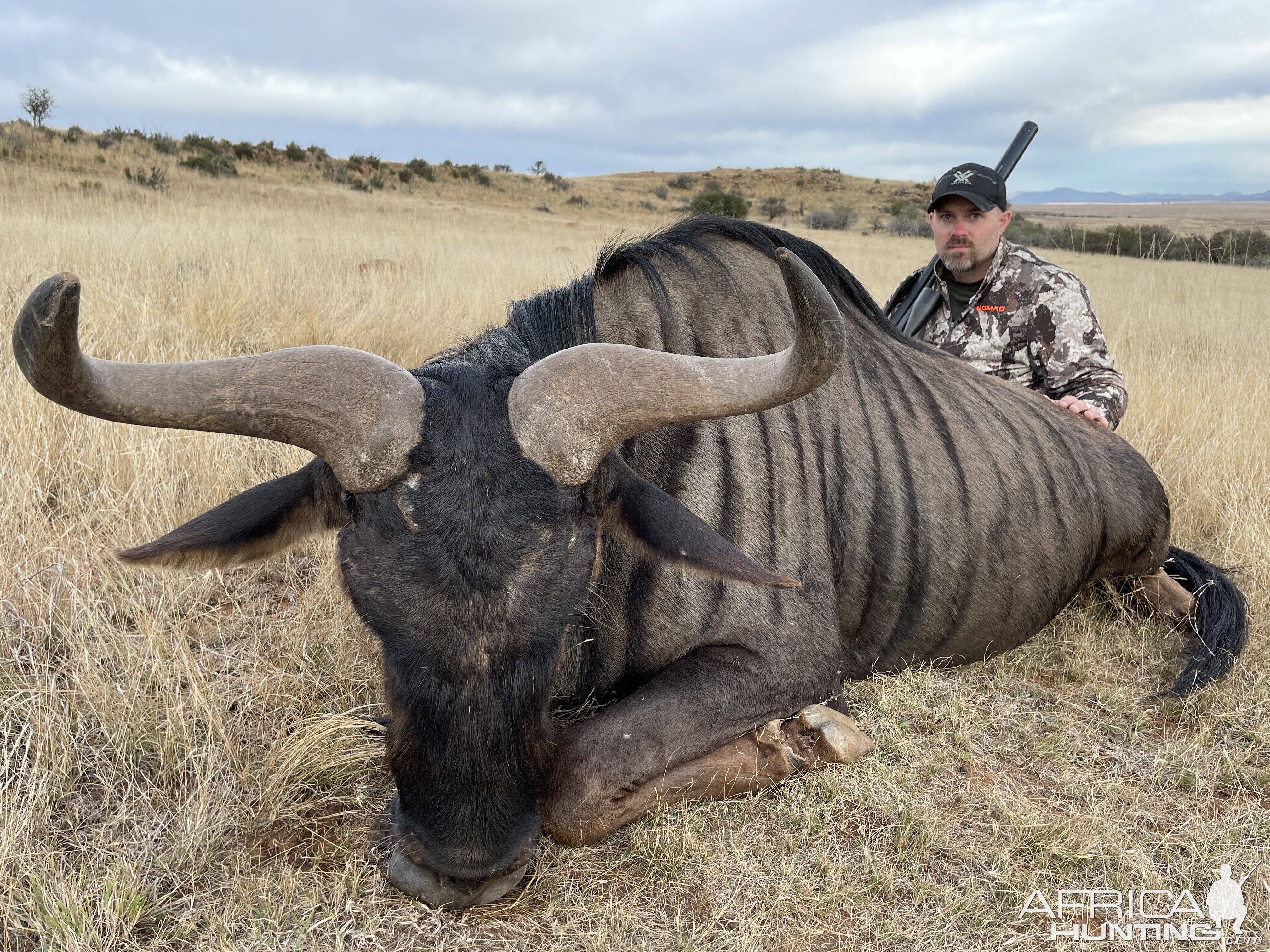 Blue Wildebeest Hunting Eastern Cape South Africa