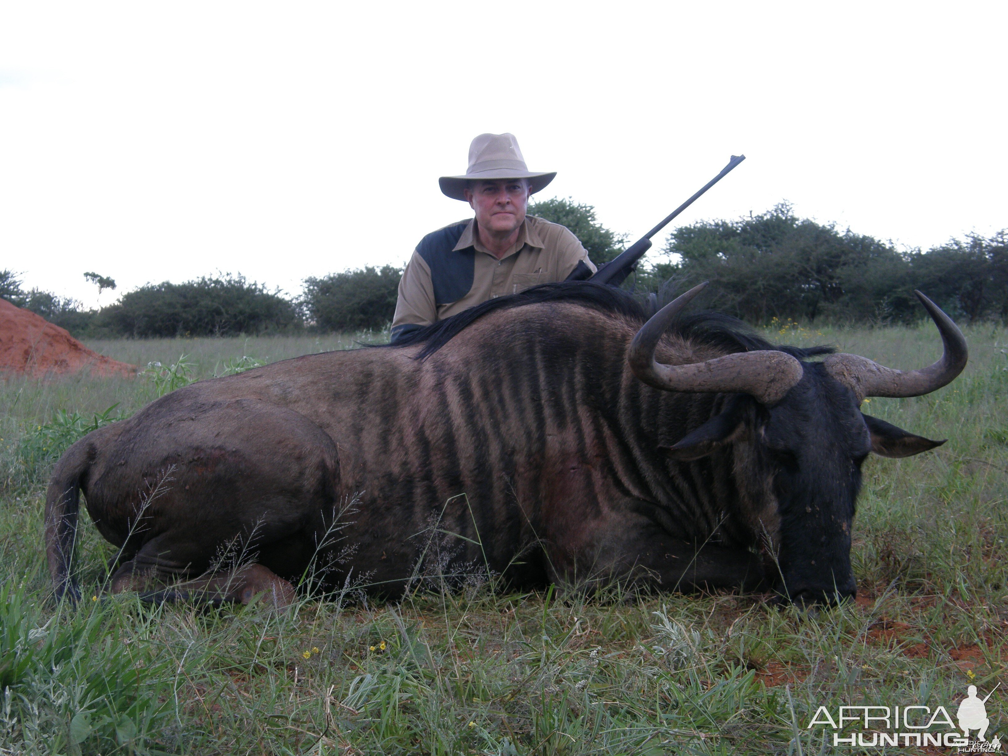 Blue Wildebeest Hunting in Namibia