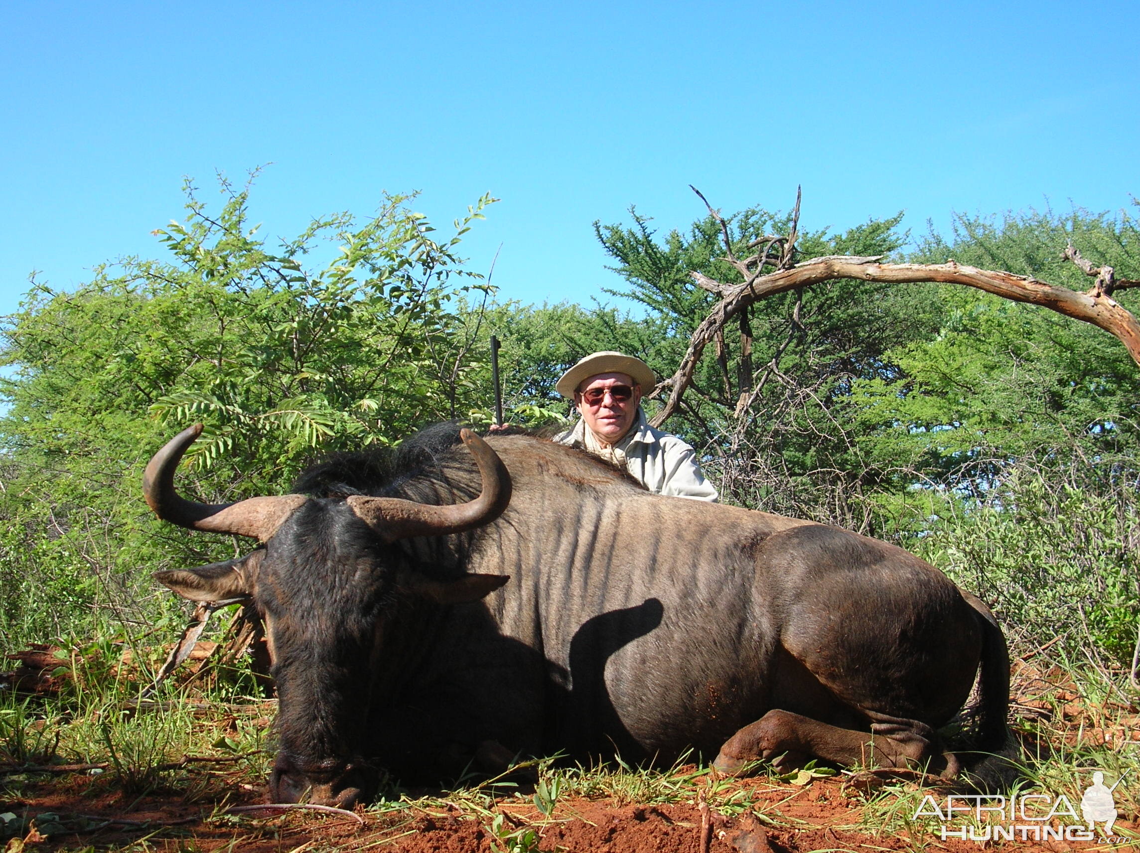 Blue Wildebeest Hunting in Namibia