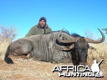 Blue Wildebeest Hunting in Namibia