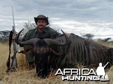 Blue Wildebeest Hunting in Namibia