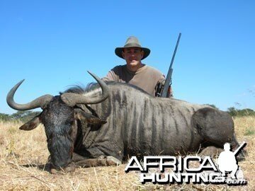 Blue Wildebeest Hunting in Namibia